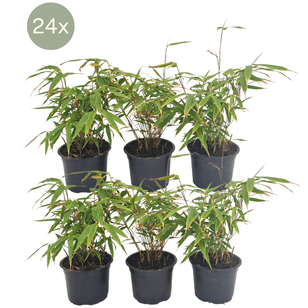 Miniatuur 1