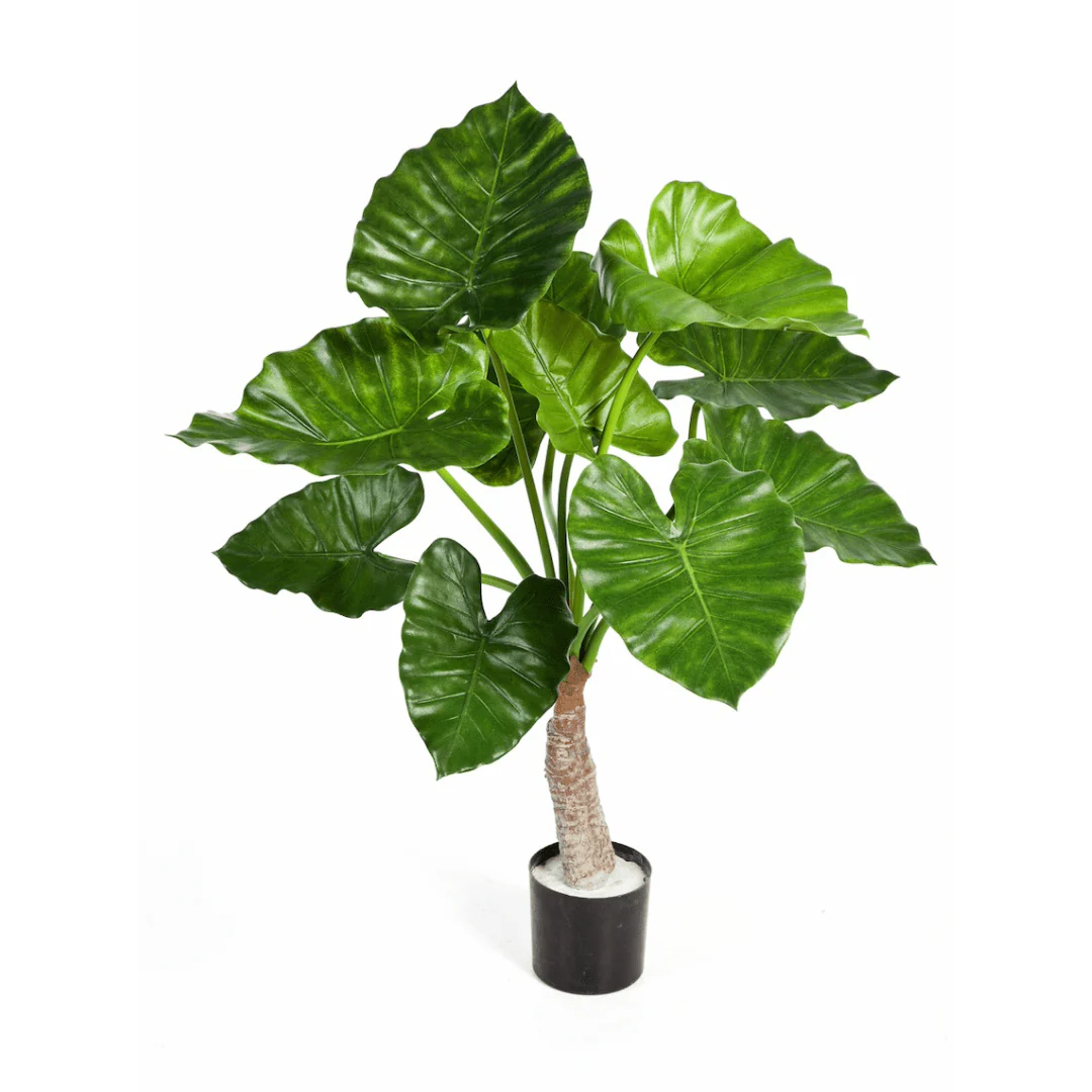 Miniatuur 1