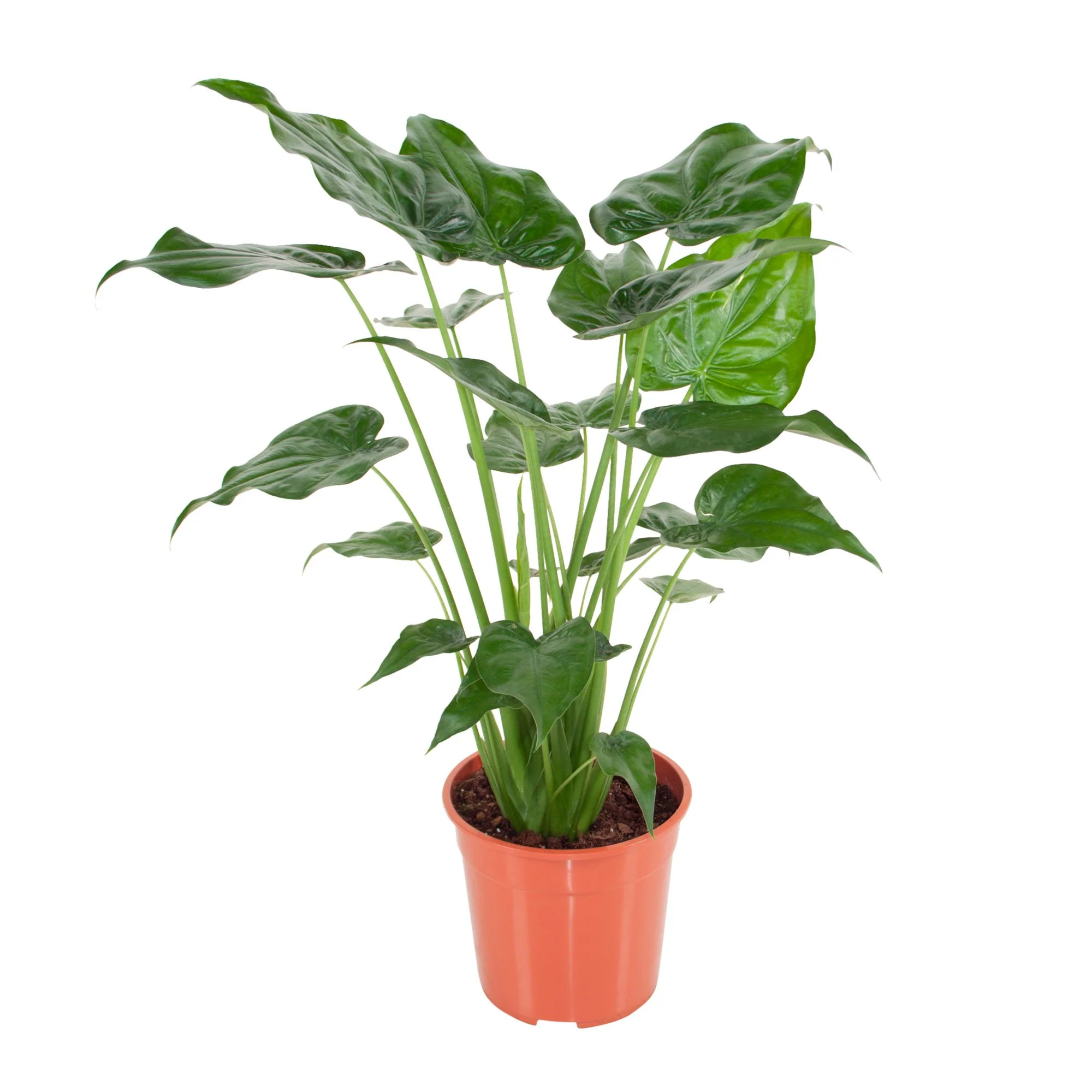 Miniatuur 2