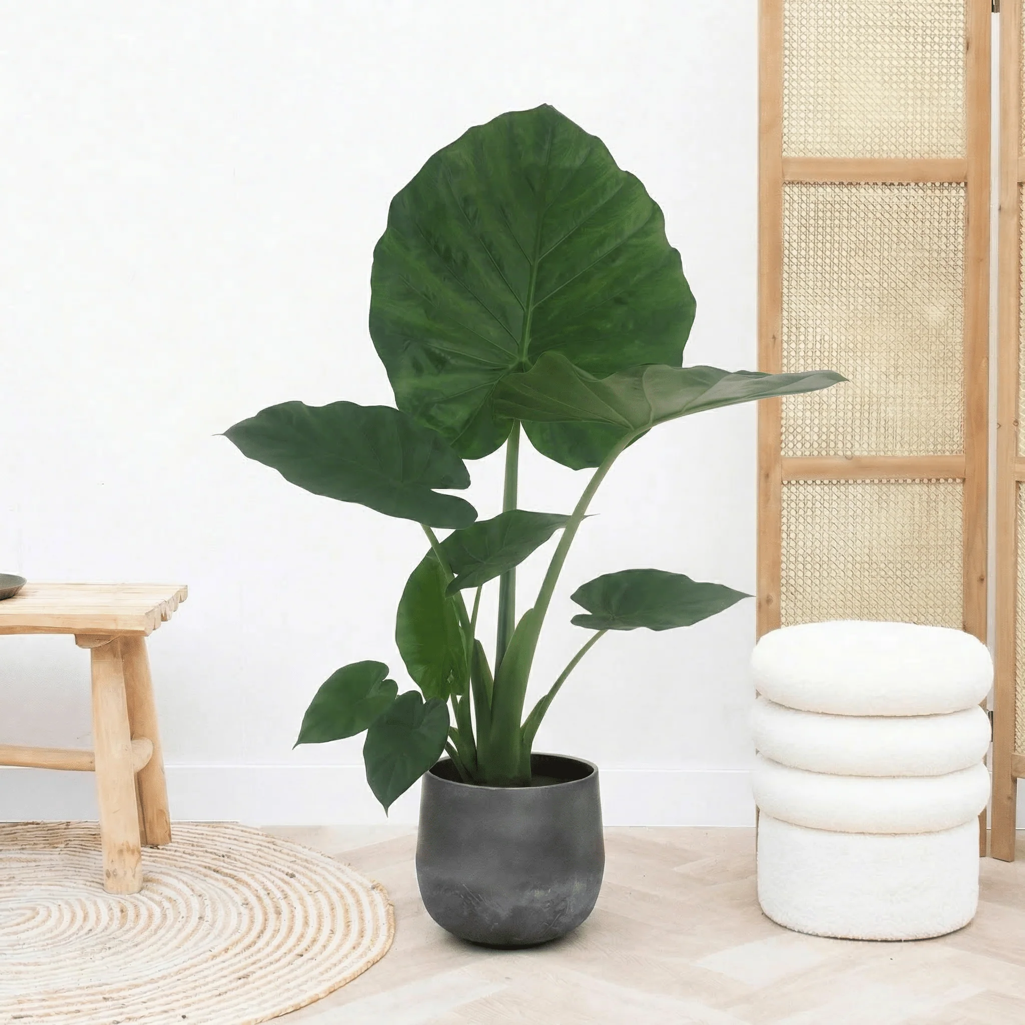 Miniatuur 1