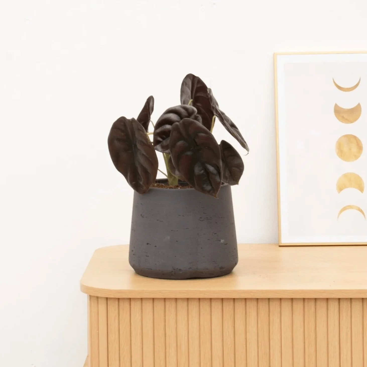Miniatuur 1