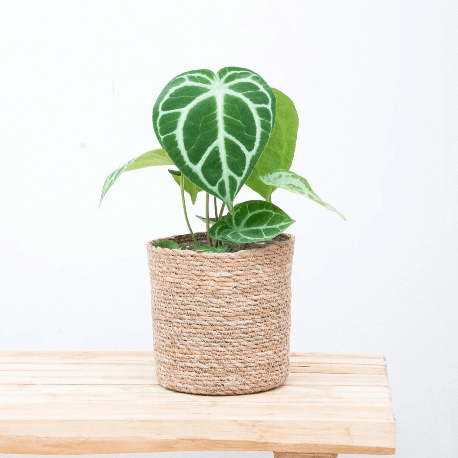 Miniatuur 1