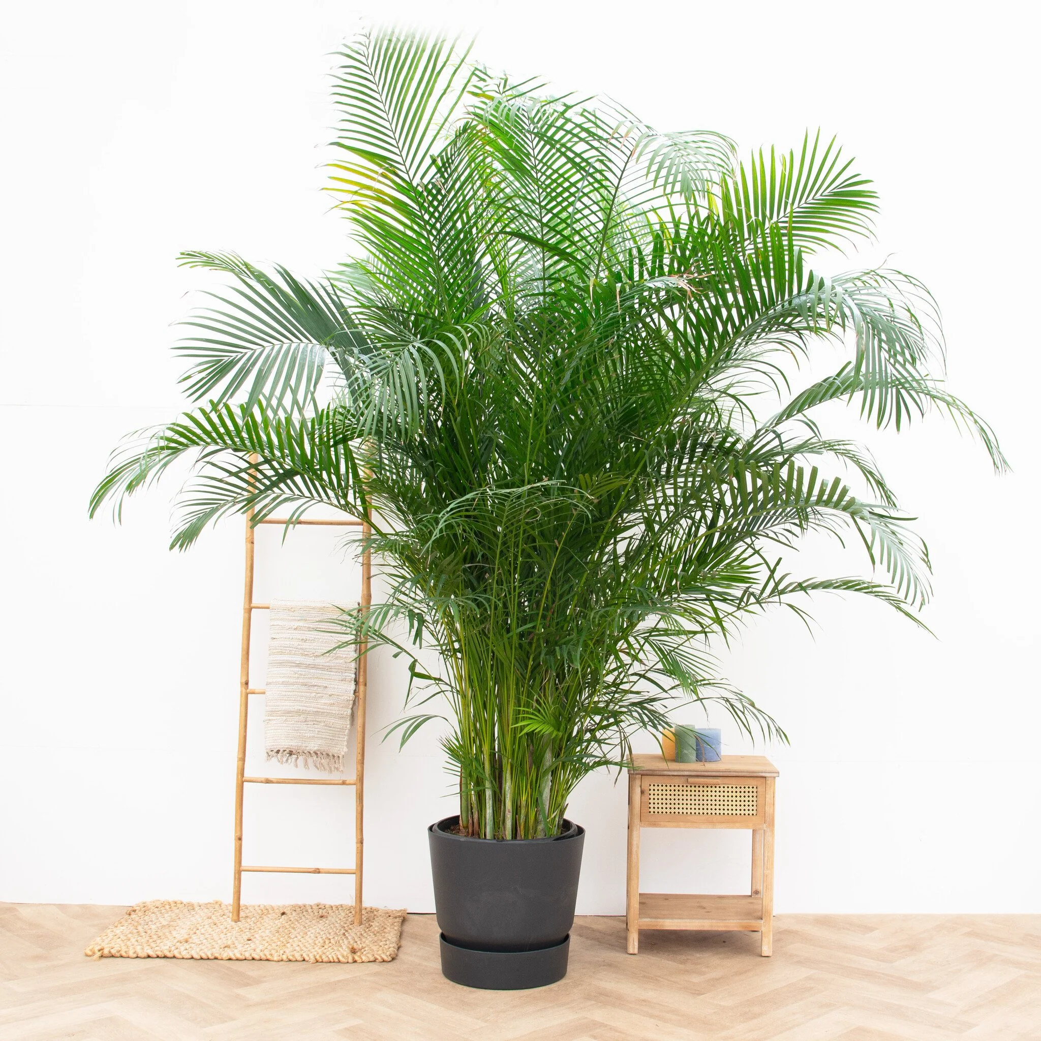 Miniatuur 1