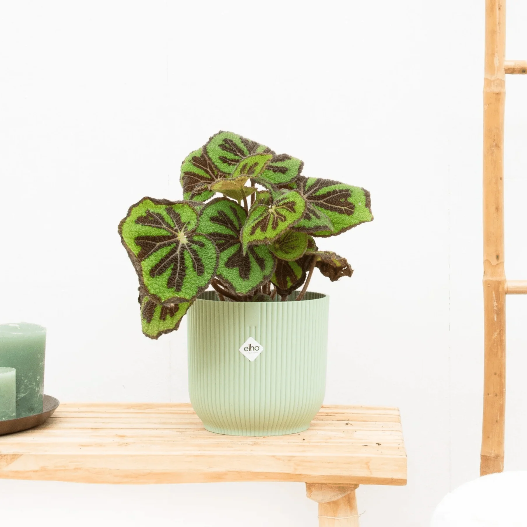 Miniatuur 1