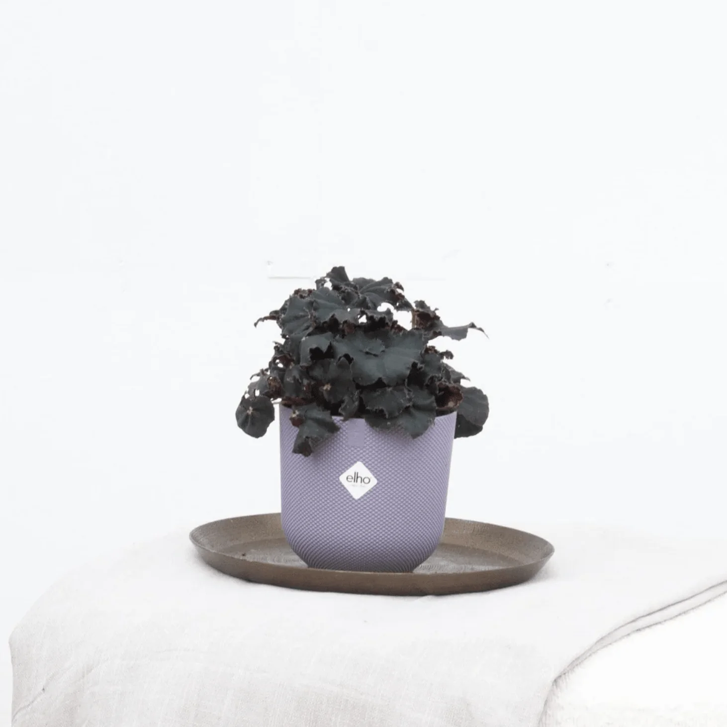 Miniatuur 1