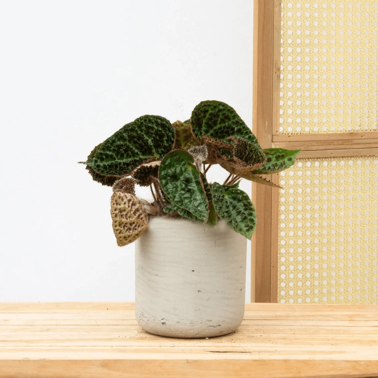 Miniatuur 1