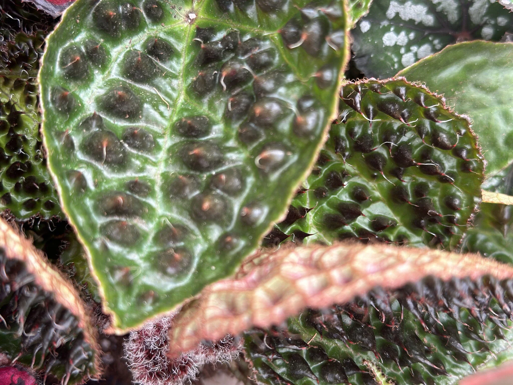 Miniatuur 2