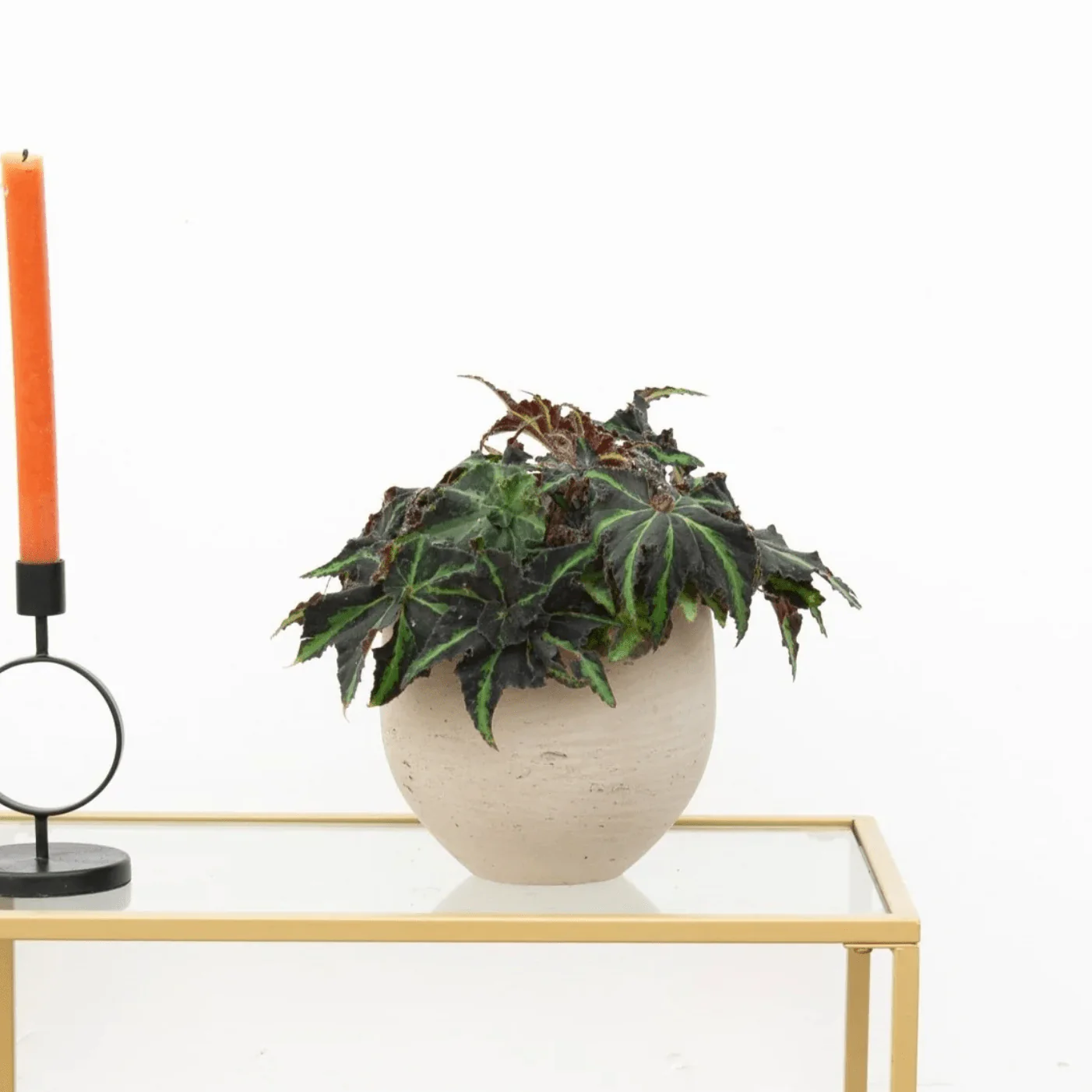 Miniatuur 1
