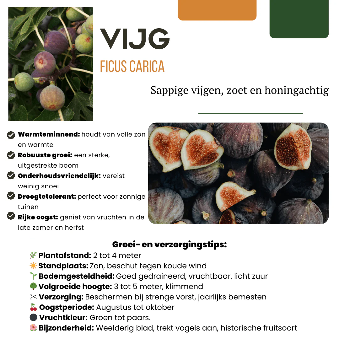 Productafbeelding 3