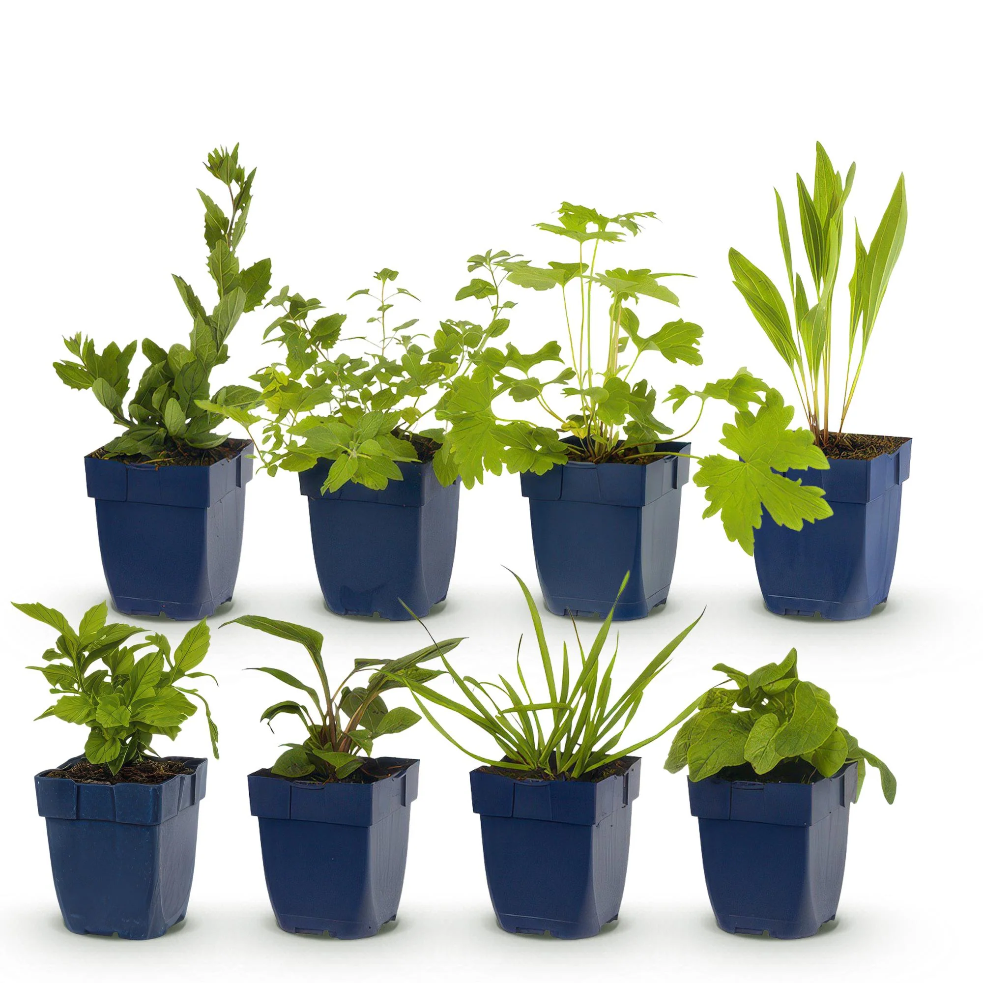 Miniatuur 2