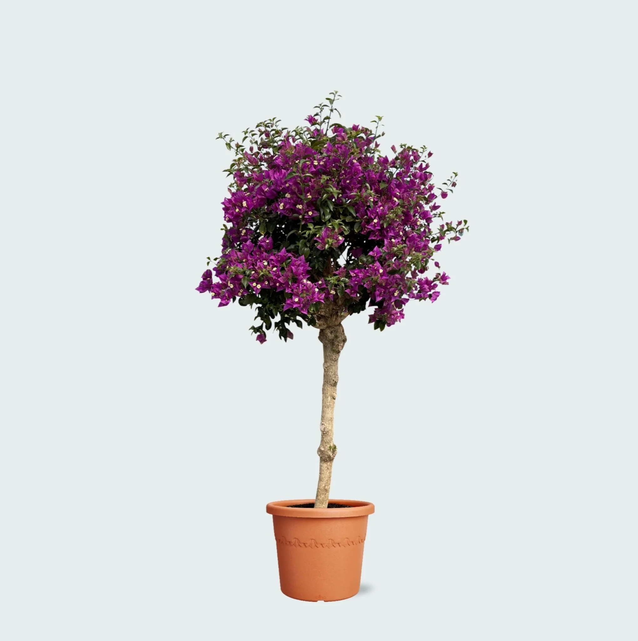 Miniatuur 1