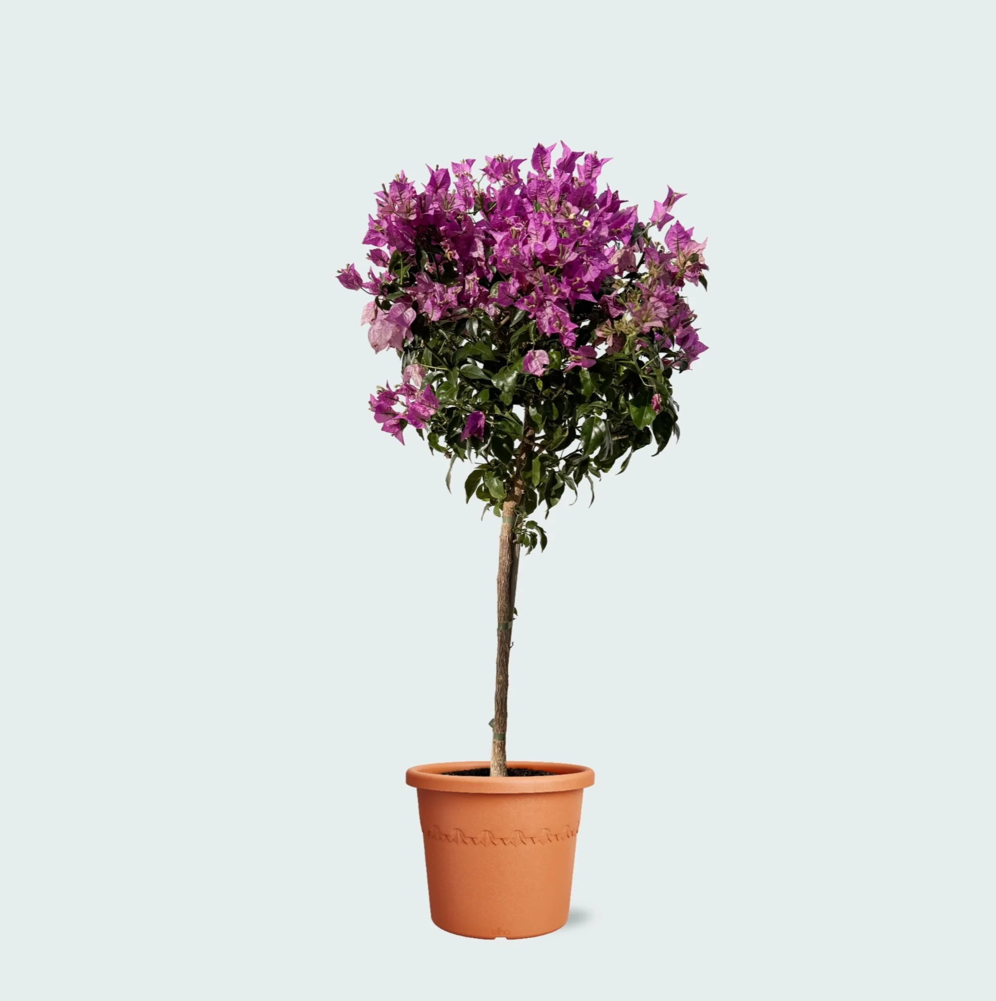 Miniatuur 1