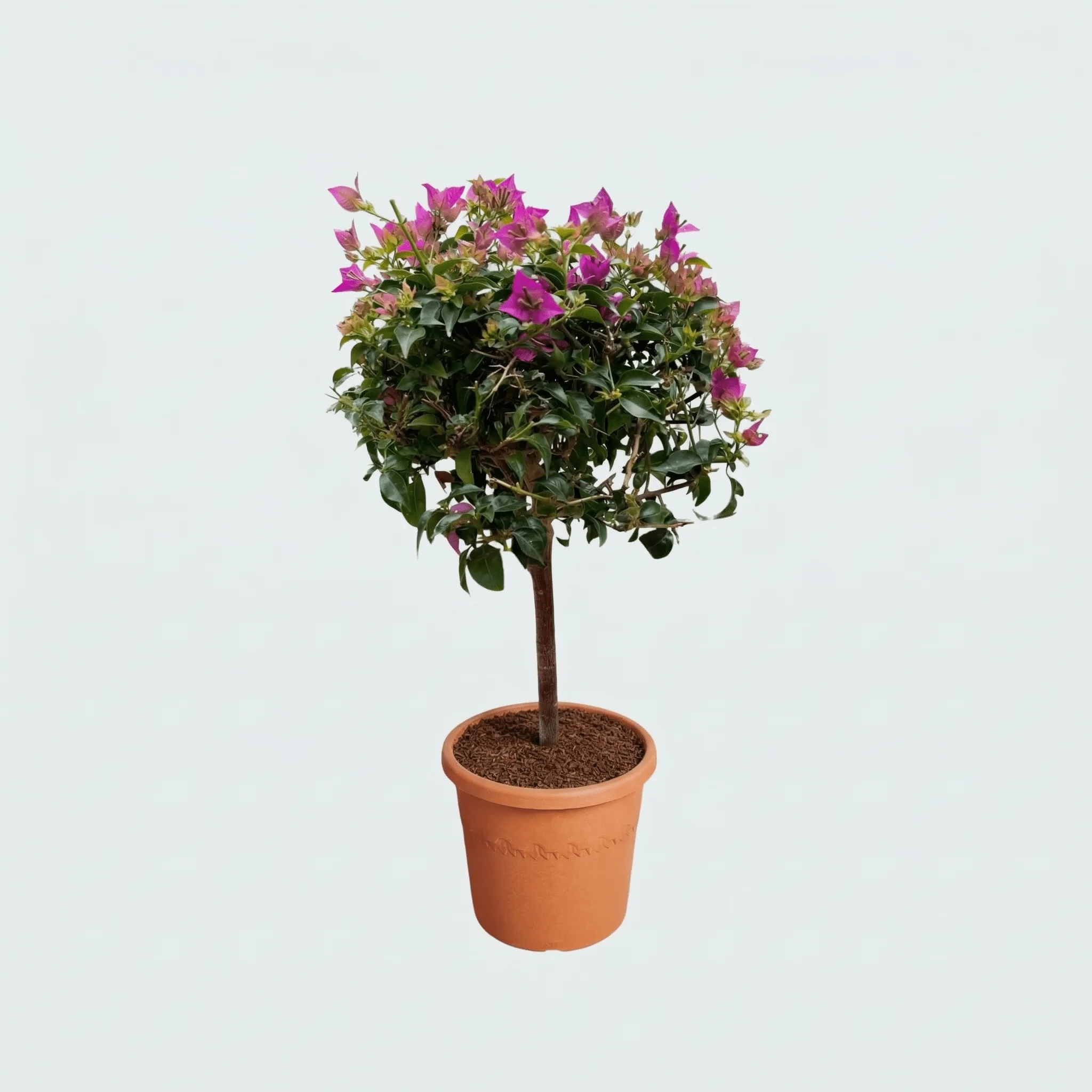 Miniatuur 1