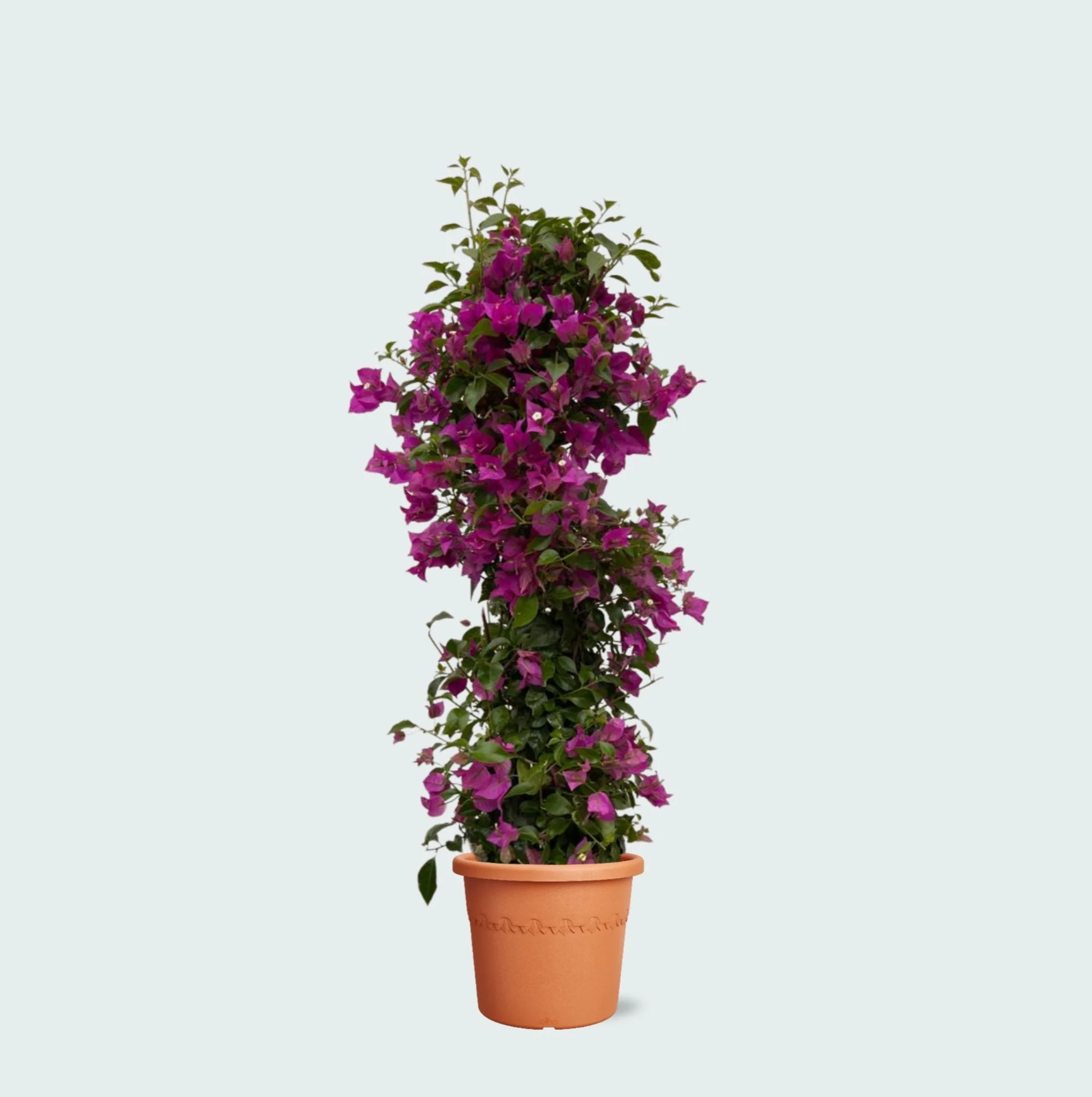 Miniatuur 1