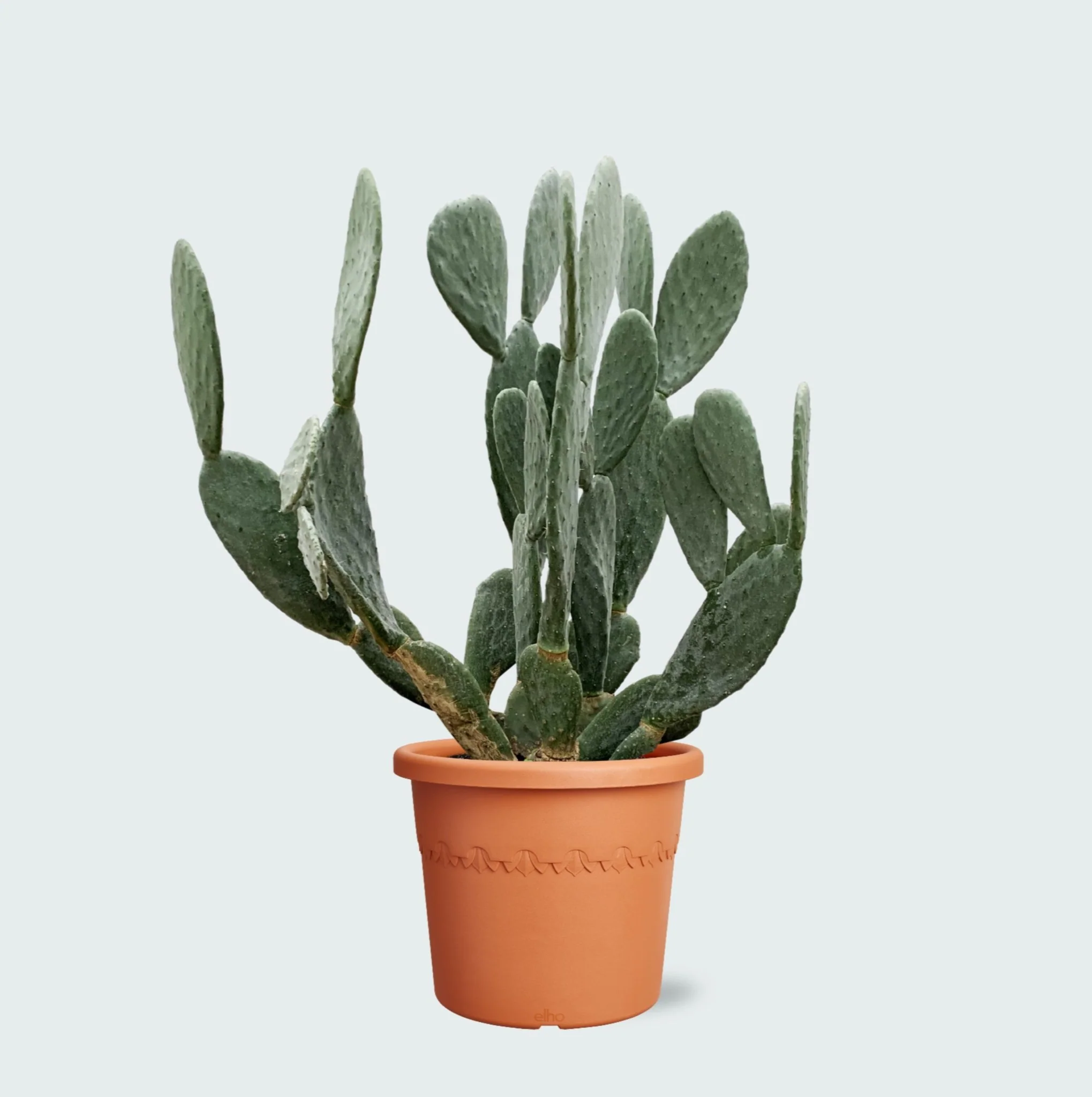 Miniatuur 1