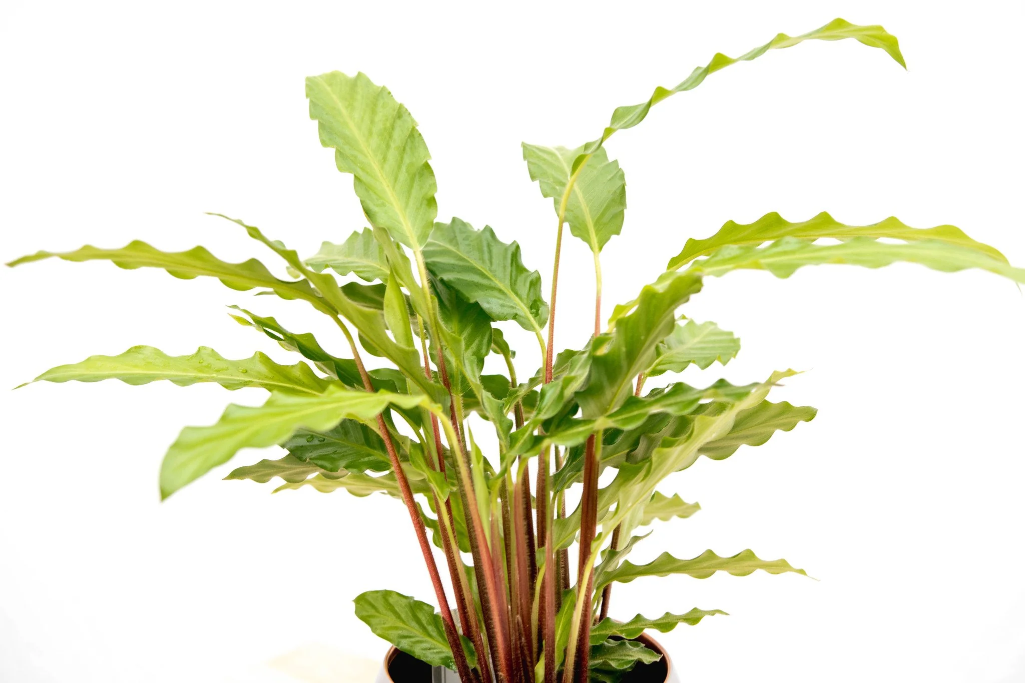 Miniatuur 2
