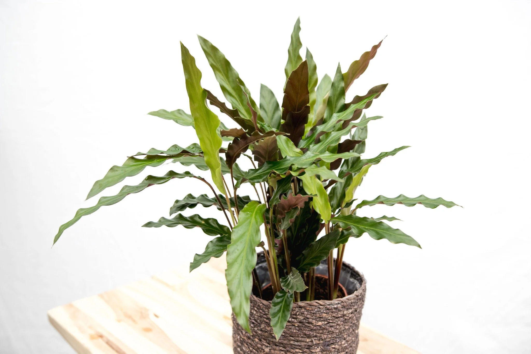 Miniatuur 2