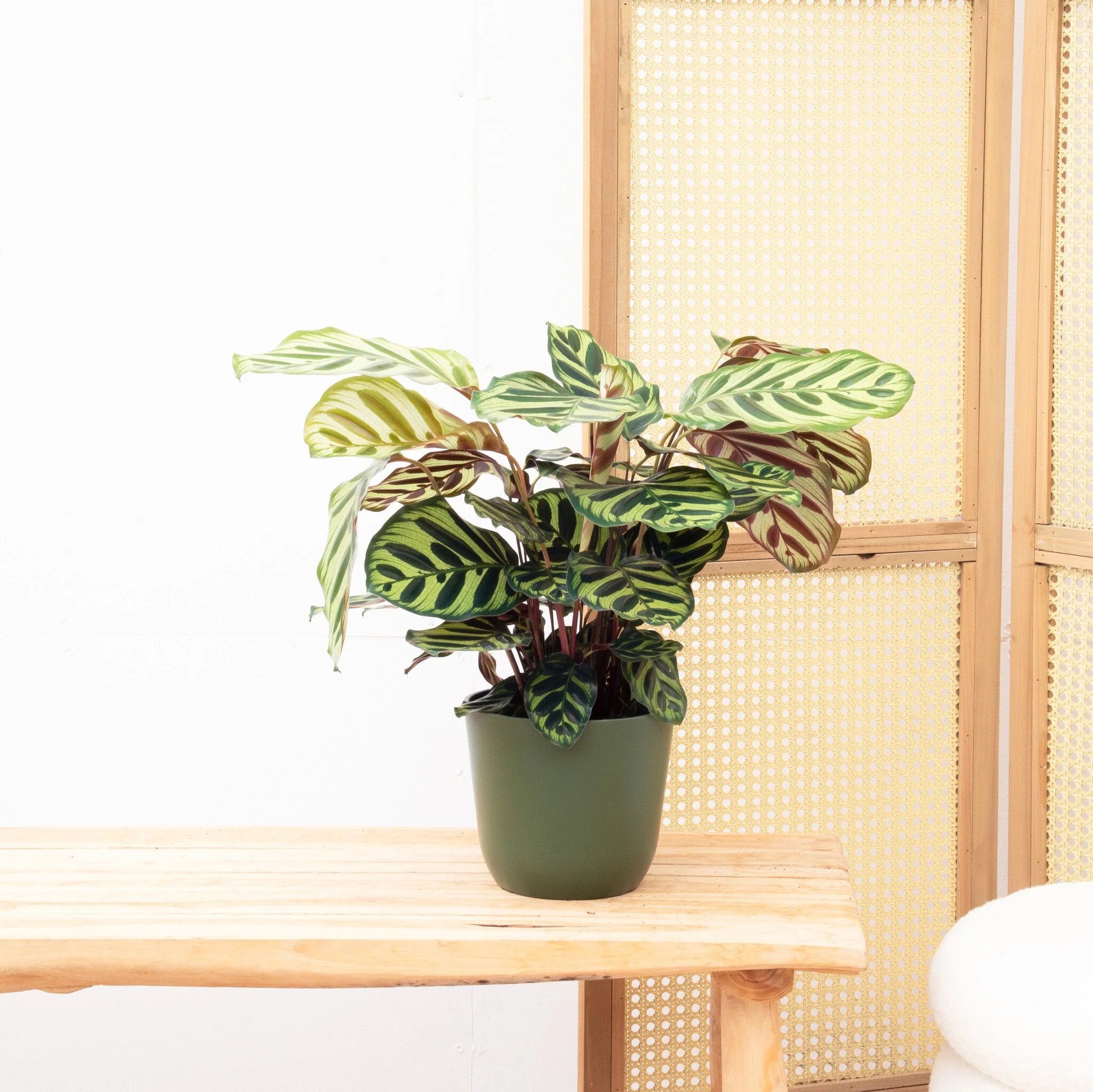 Miniatuur 1