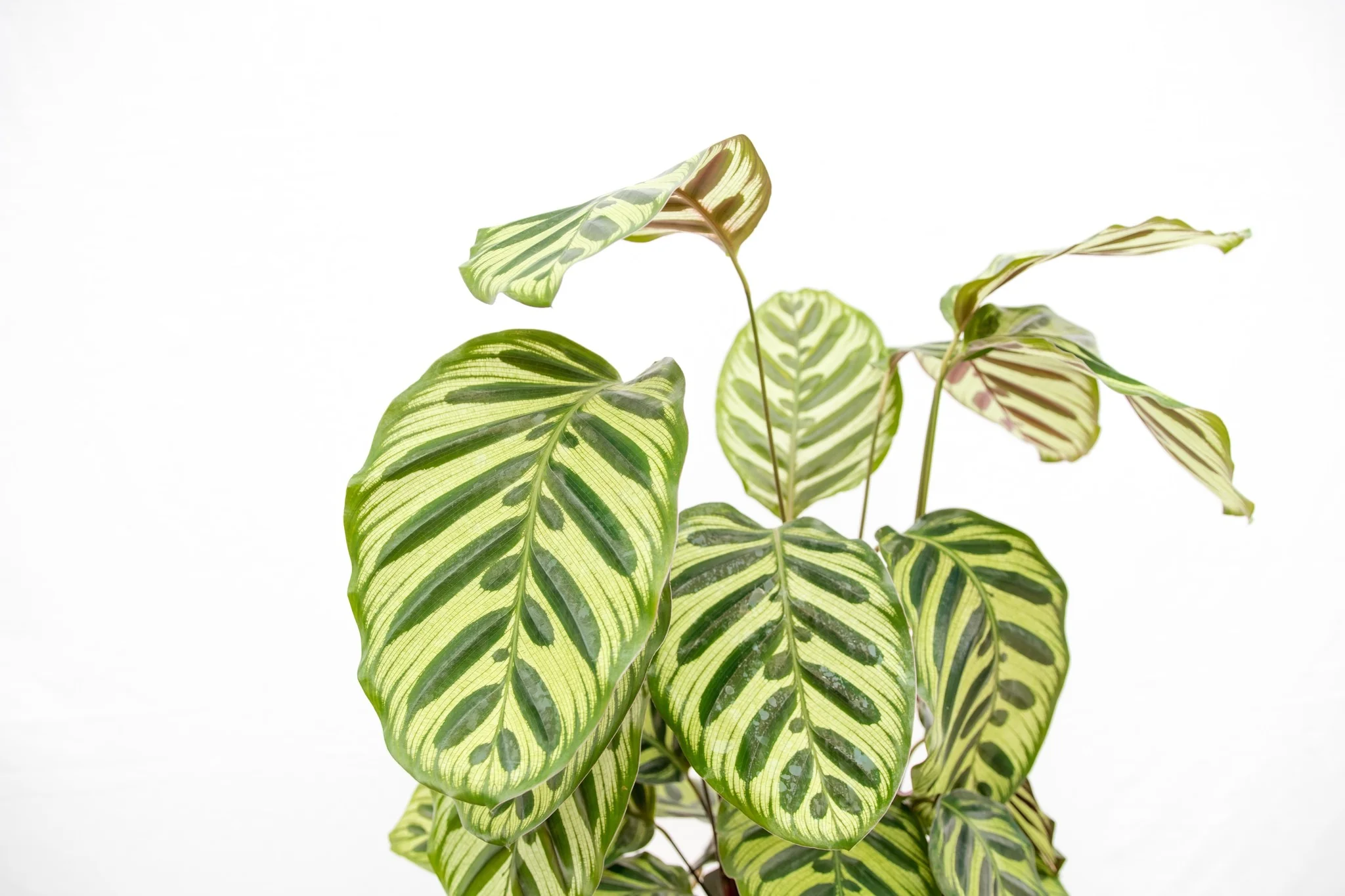 Miniatuur 2