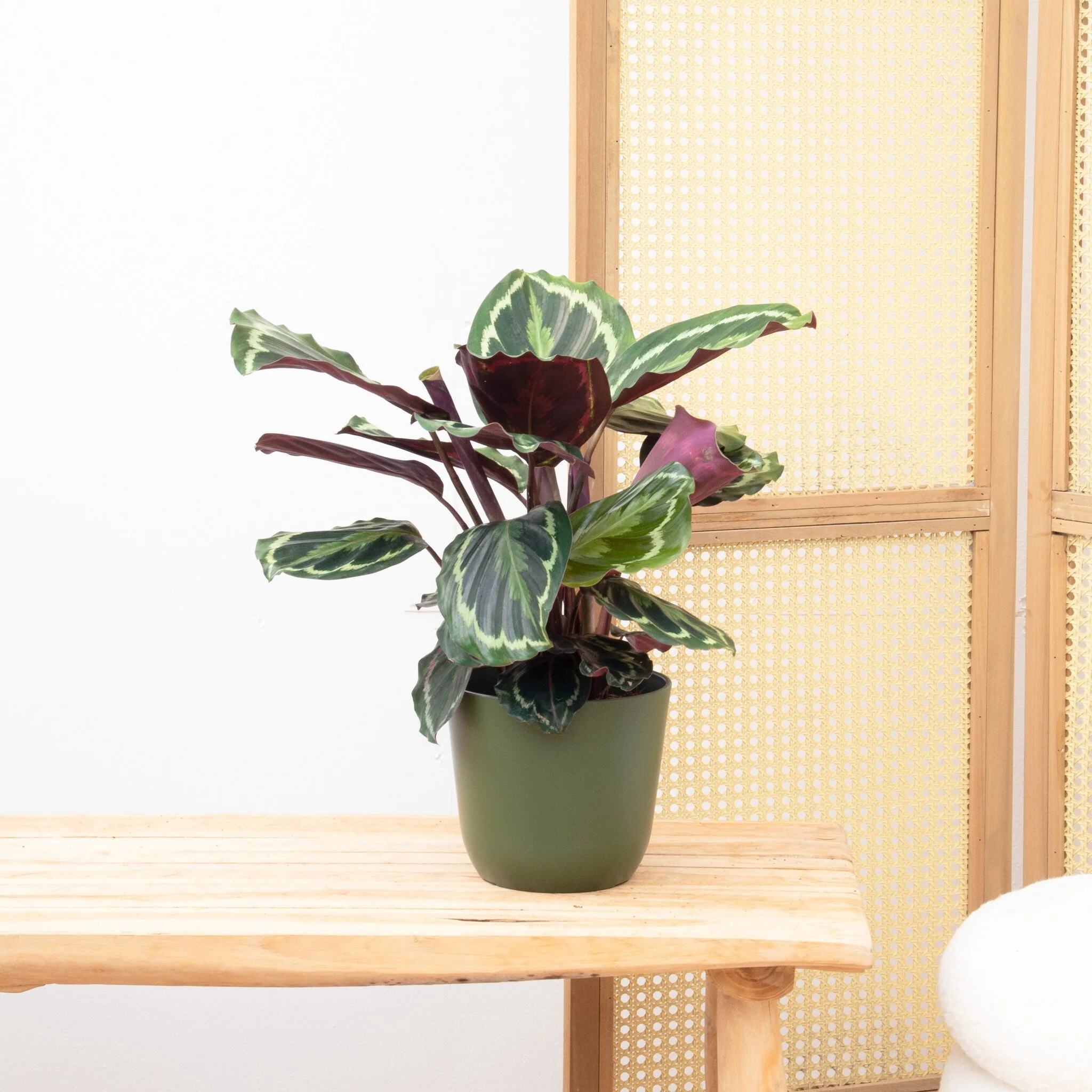 Miniatuur 1