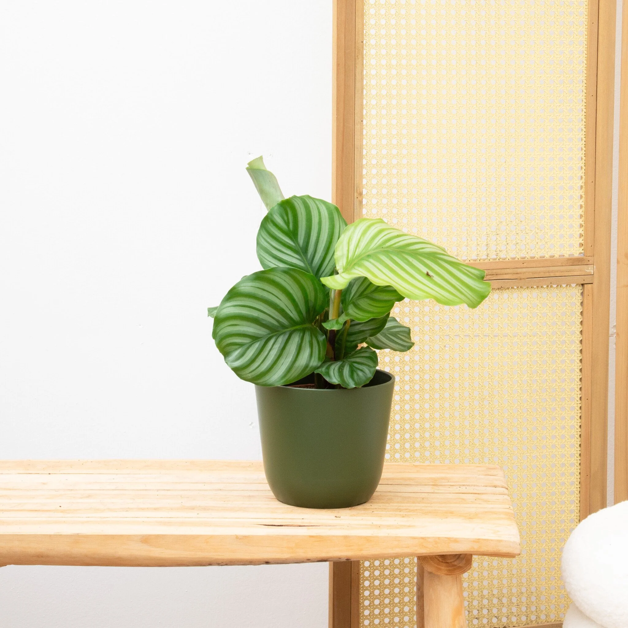 Miniatuur 1