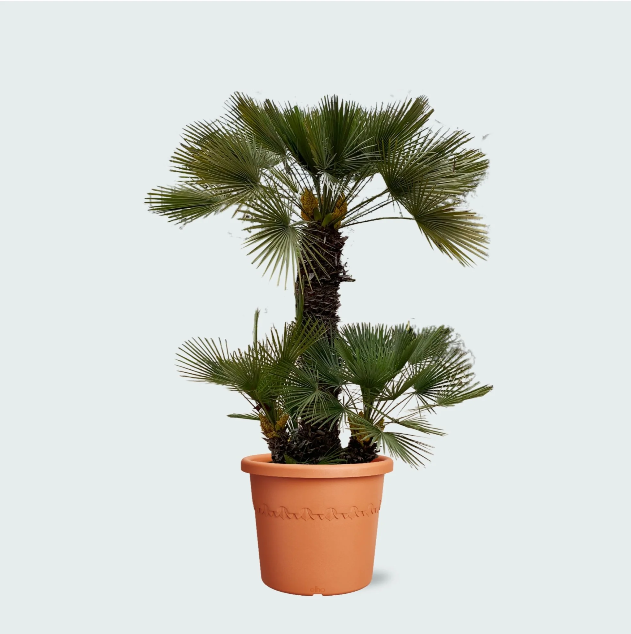 Miniatuur 1