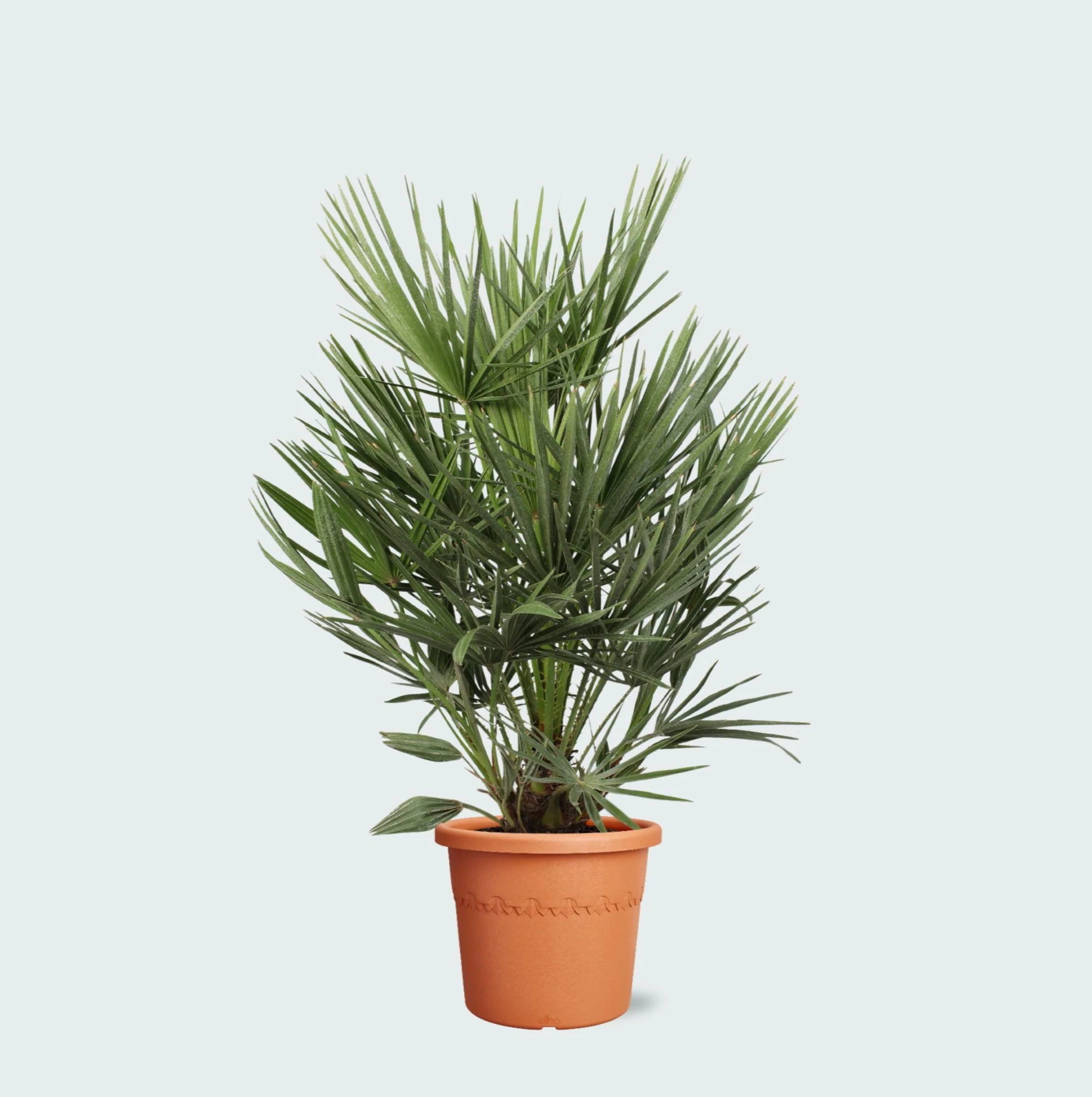 Miniatuur 1