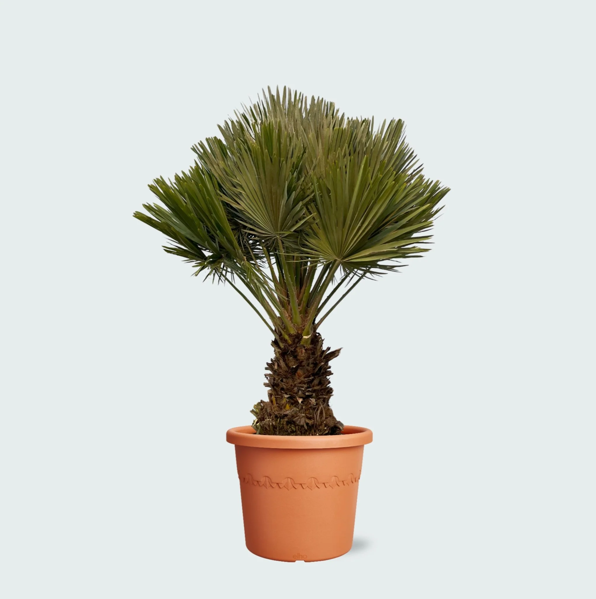 Miniatuur 1