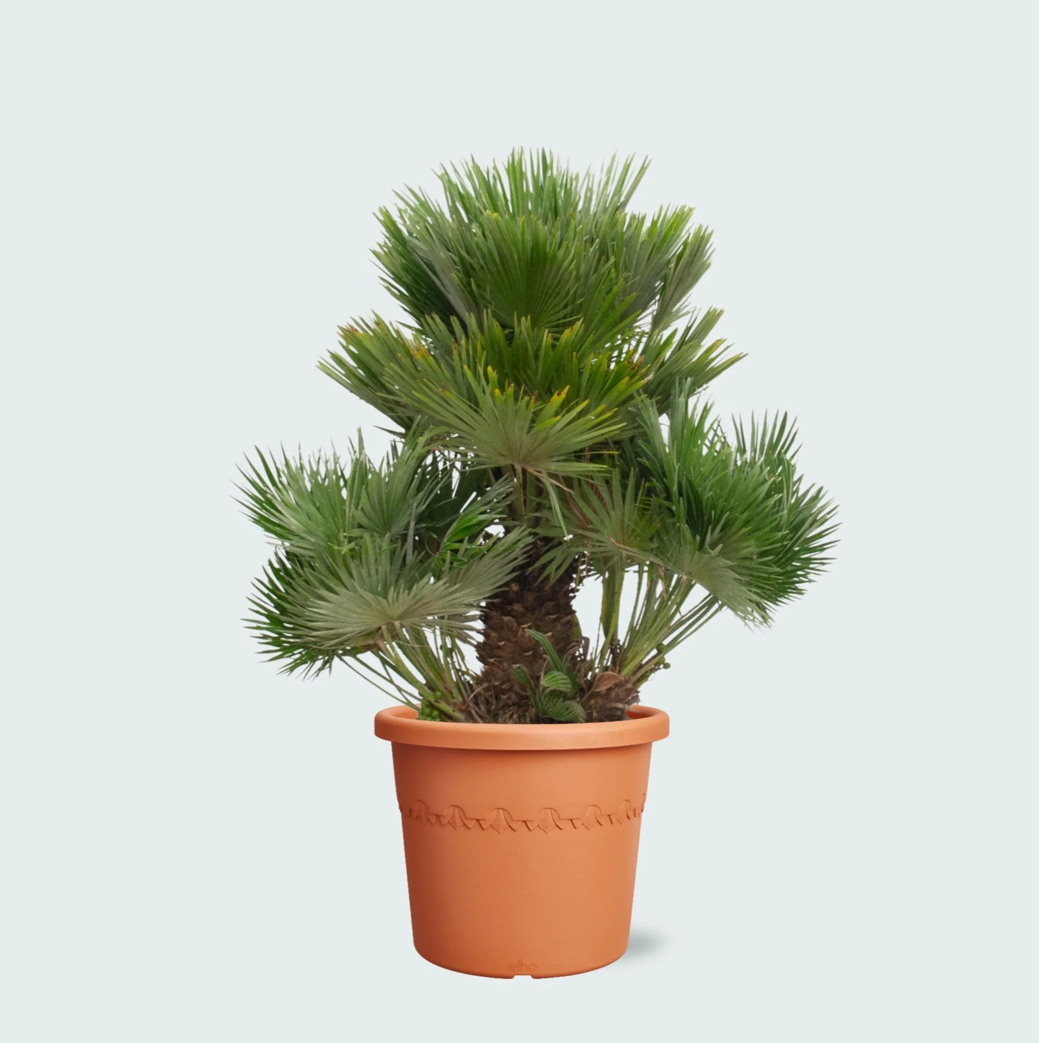 Miniatuur 1