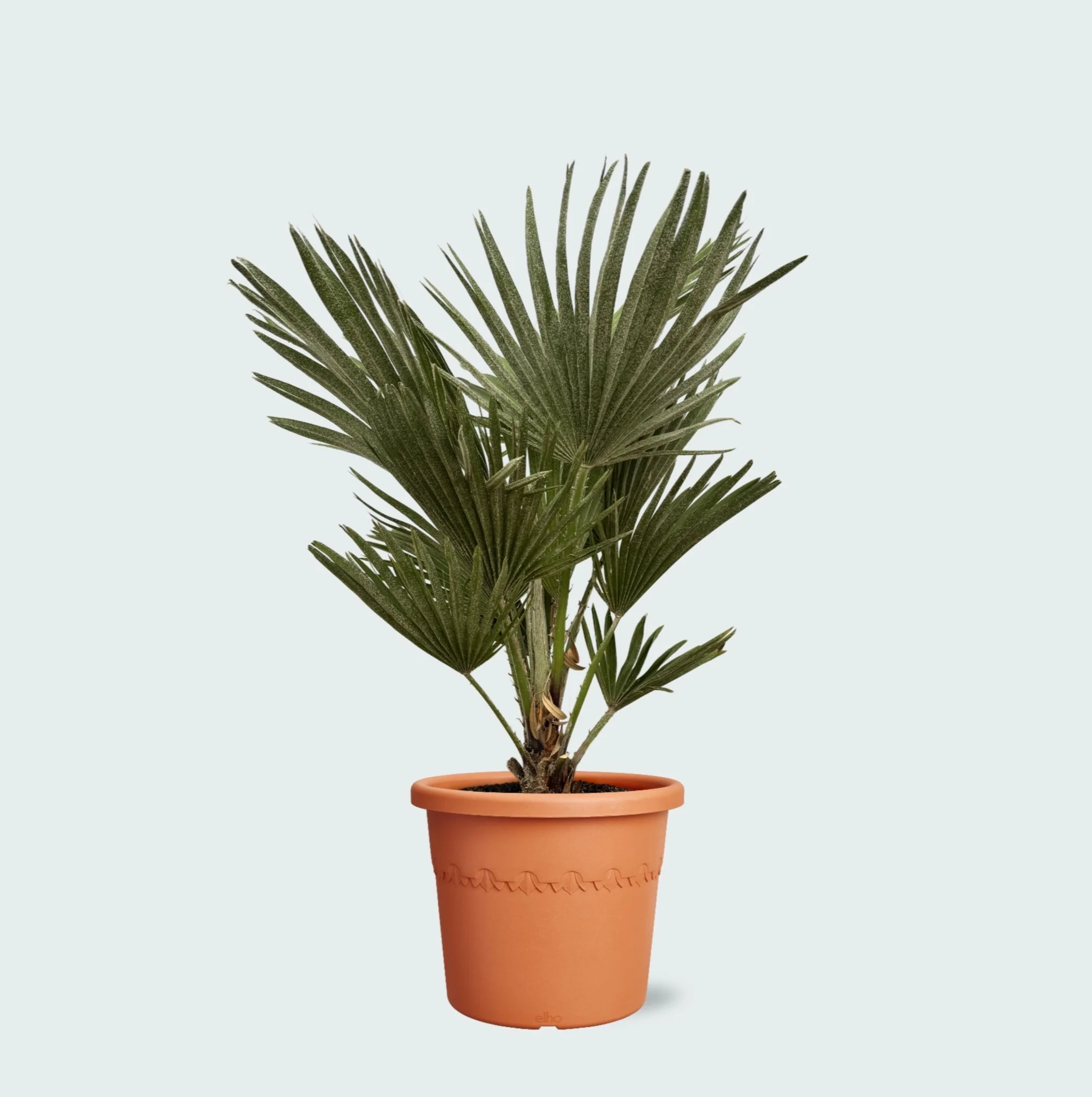 Miniatuur 1
