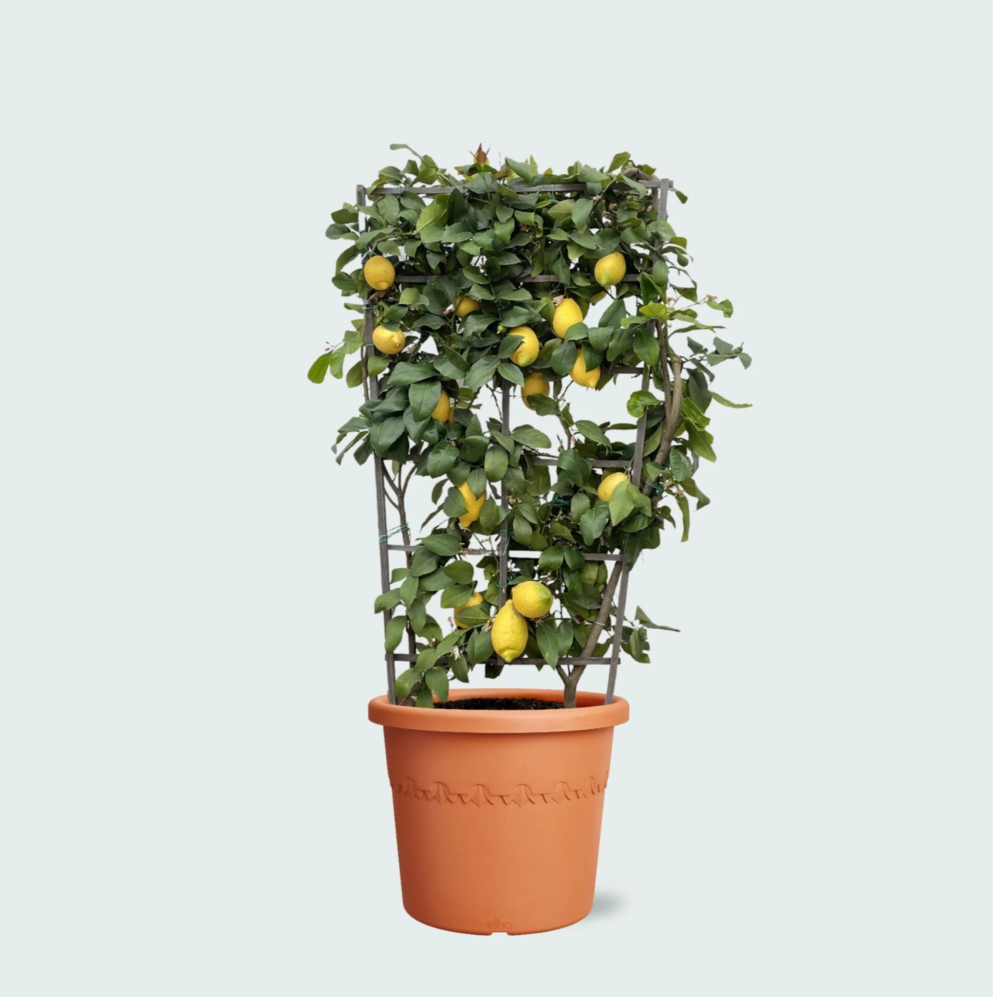 Miniatuur 1