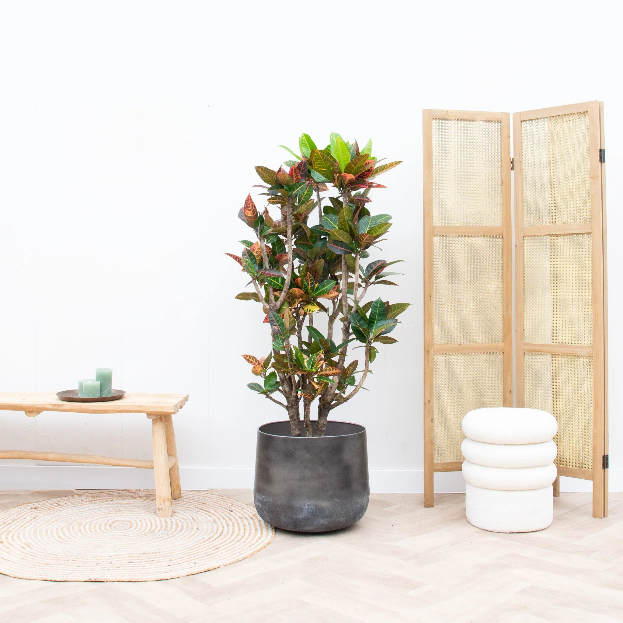 Miniatuur 1