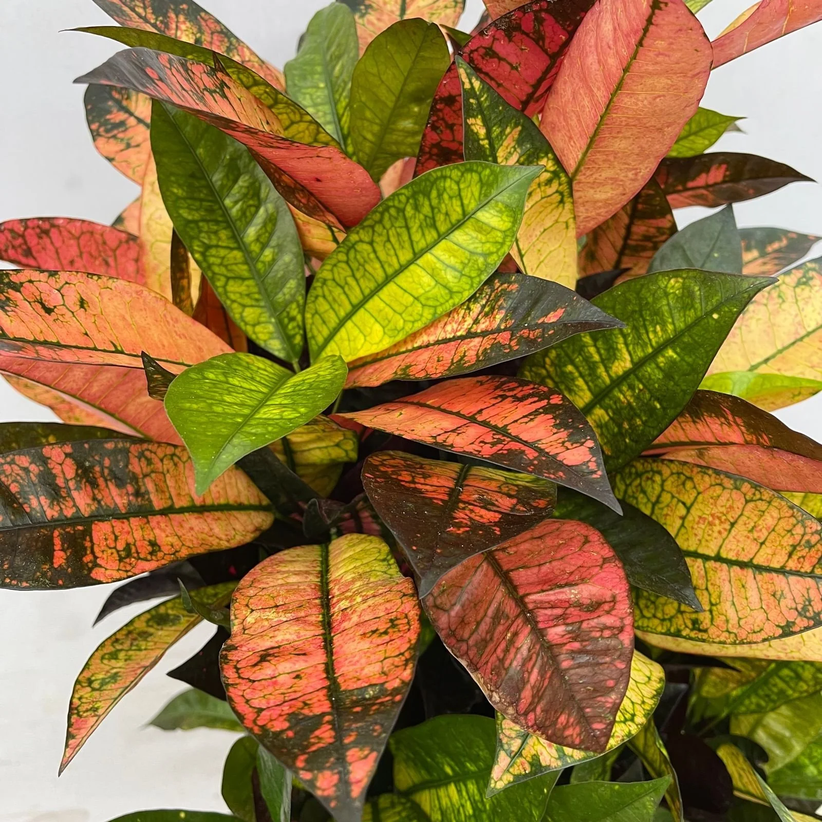 Miniatuur 2