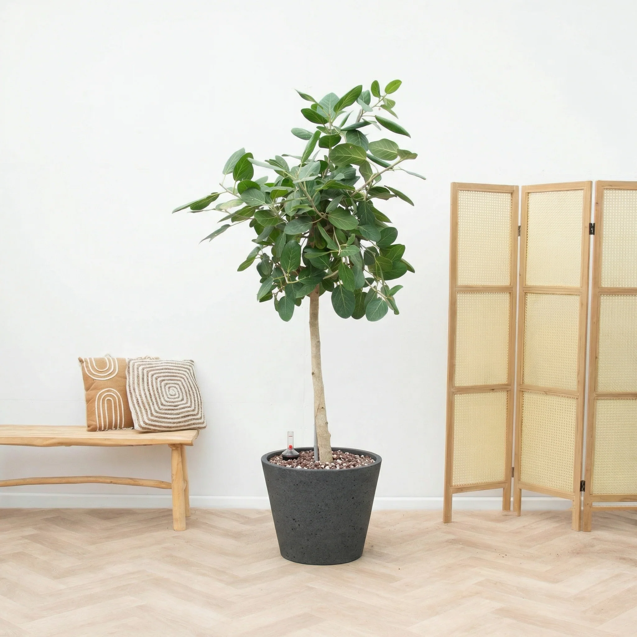 Miniatuur 2