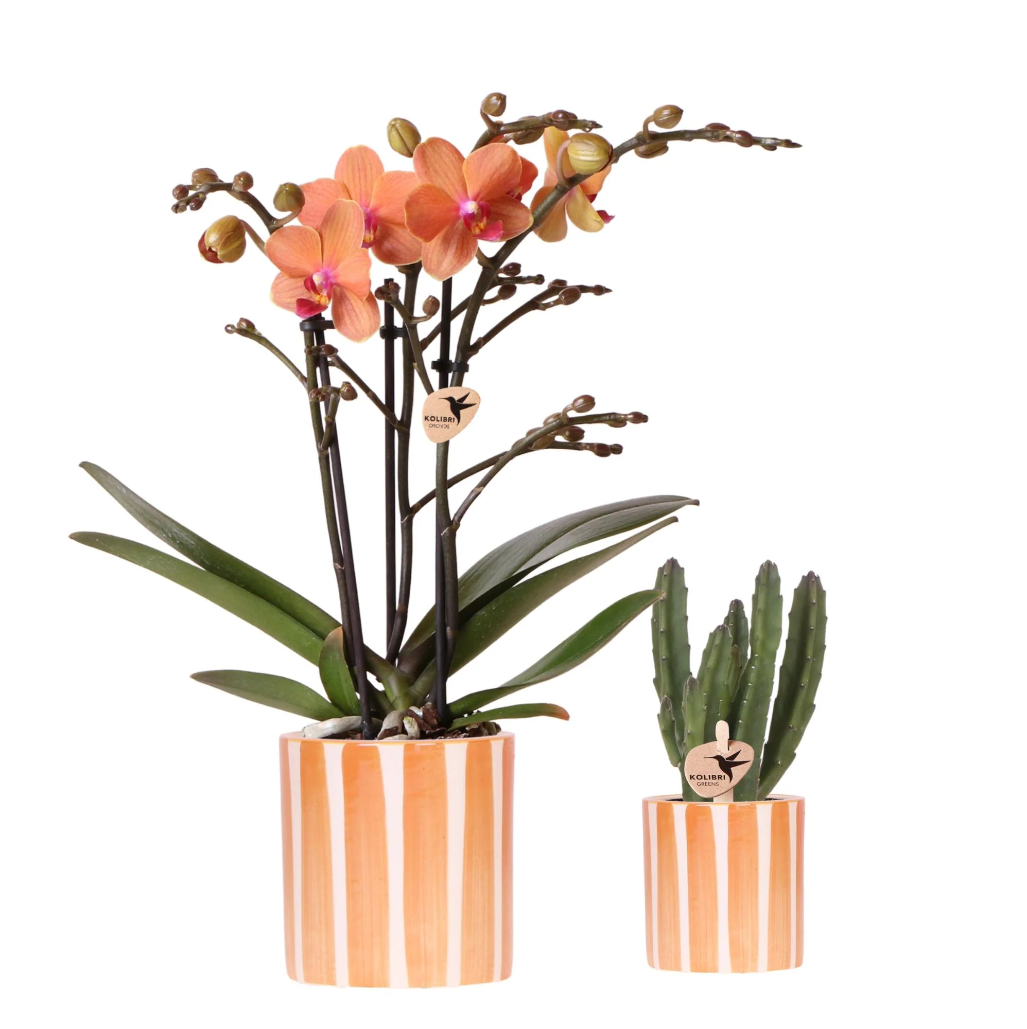 Miniatuur 1