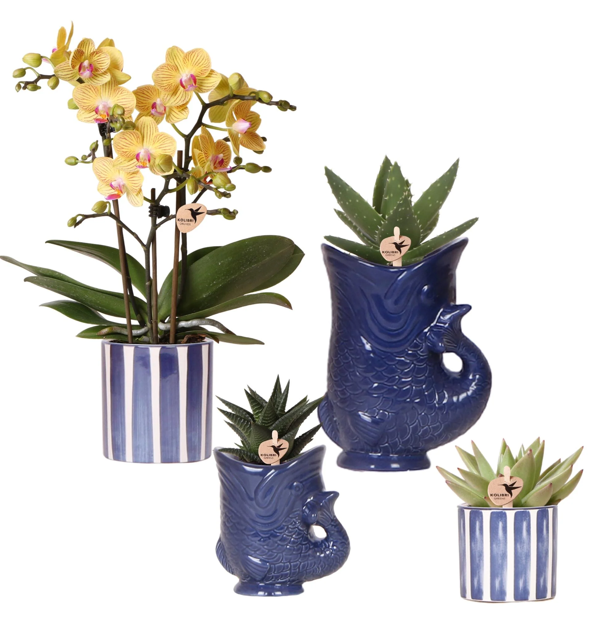 Miniatuur 1