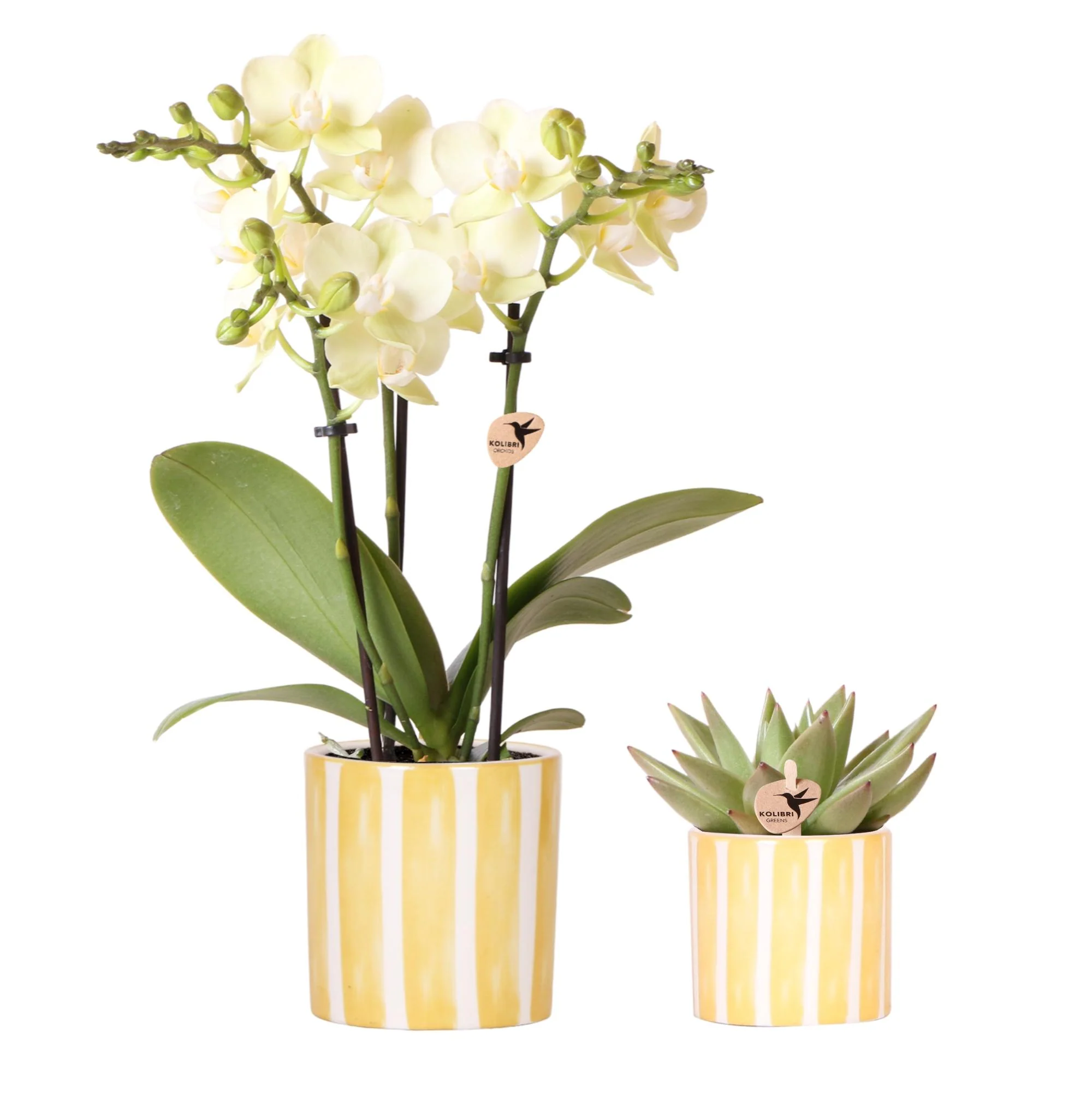 Miniatuur 1