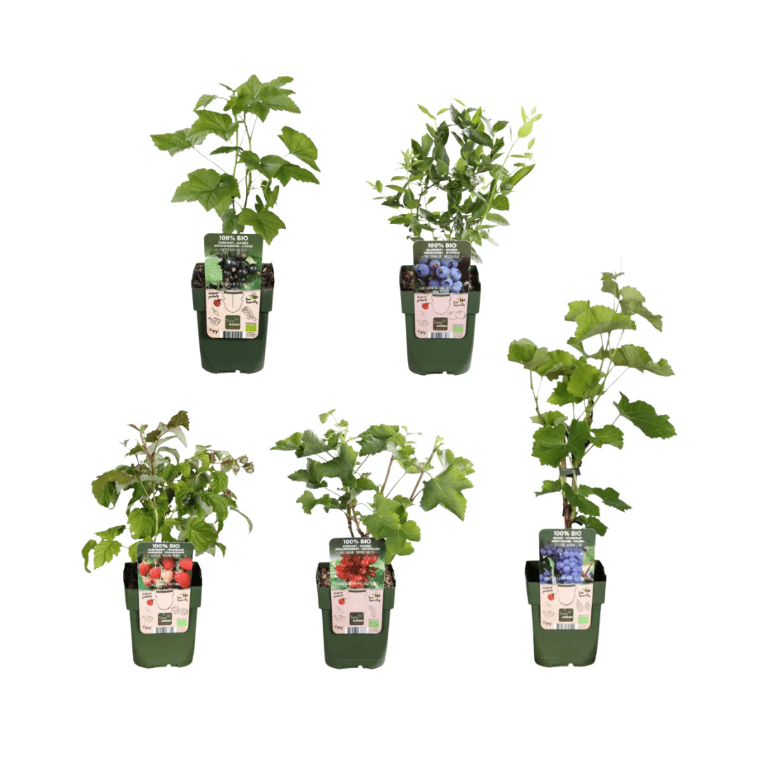 Miniatuur 1