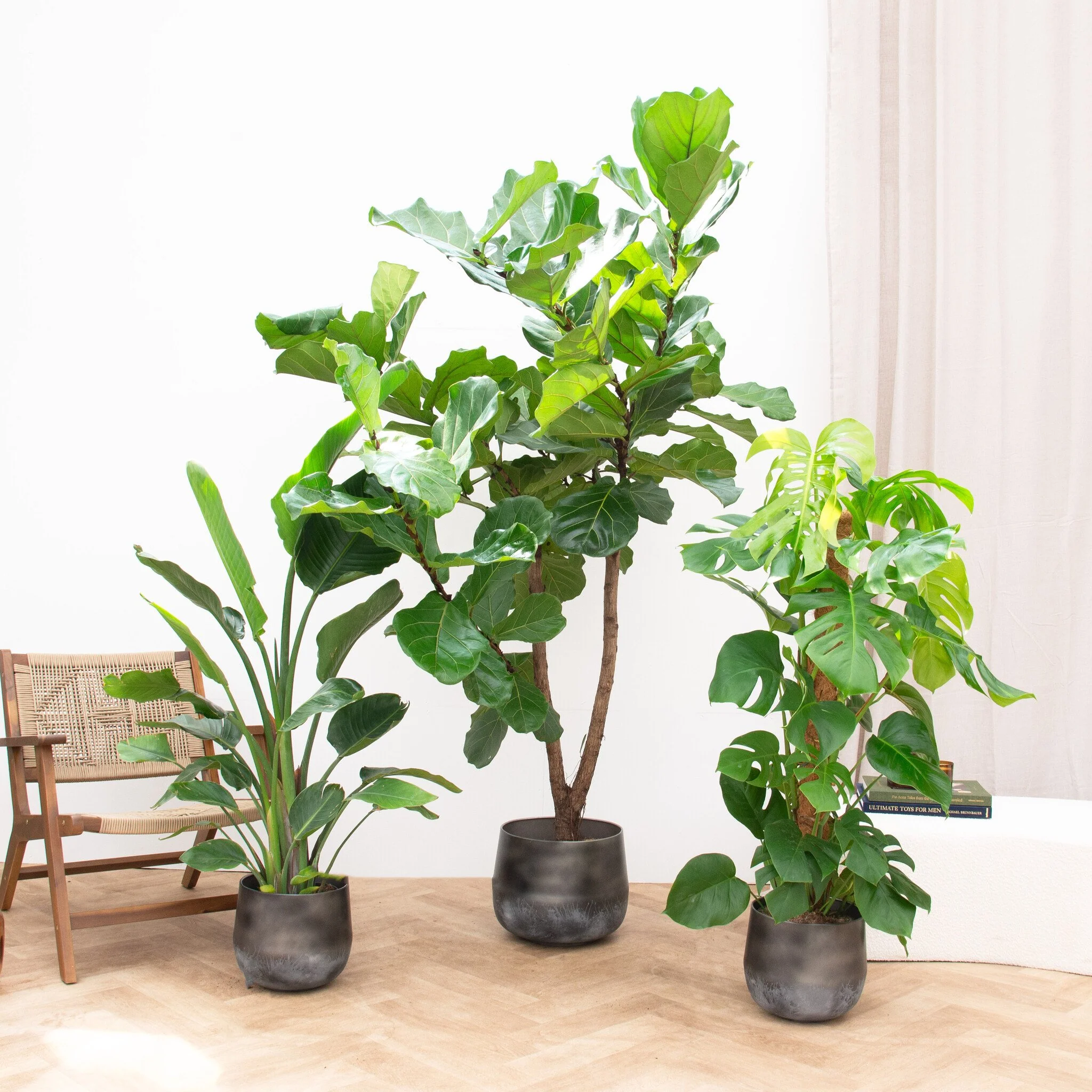 Miniatuur 1