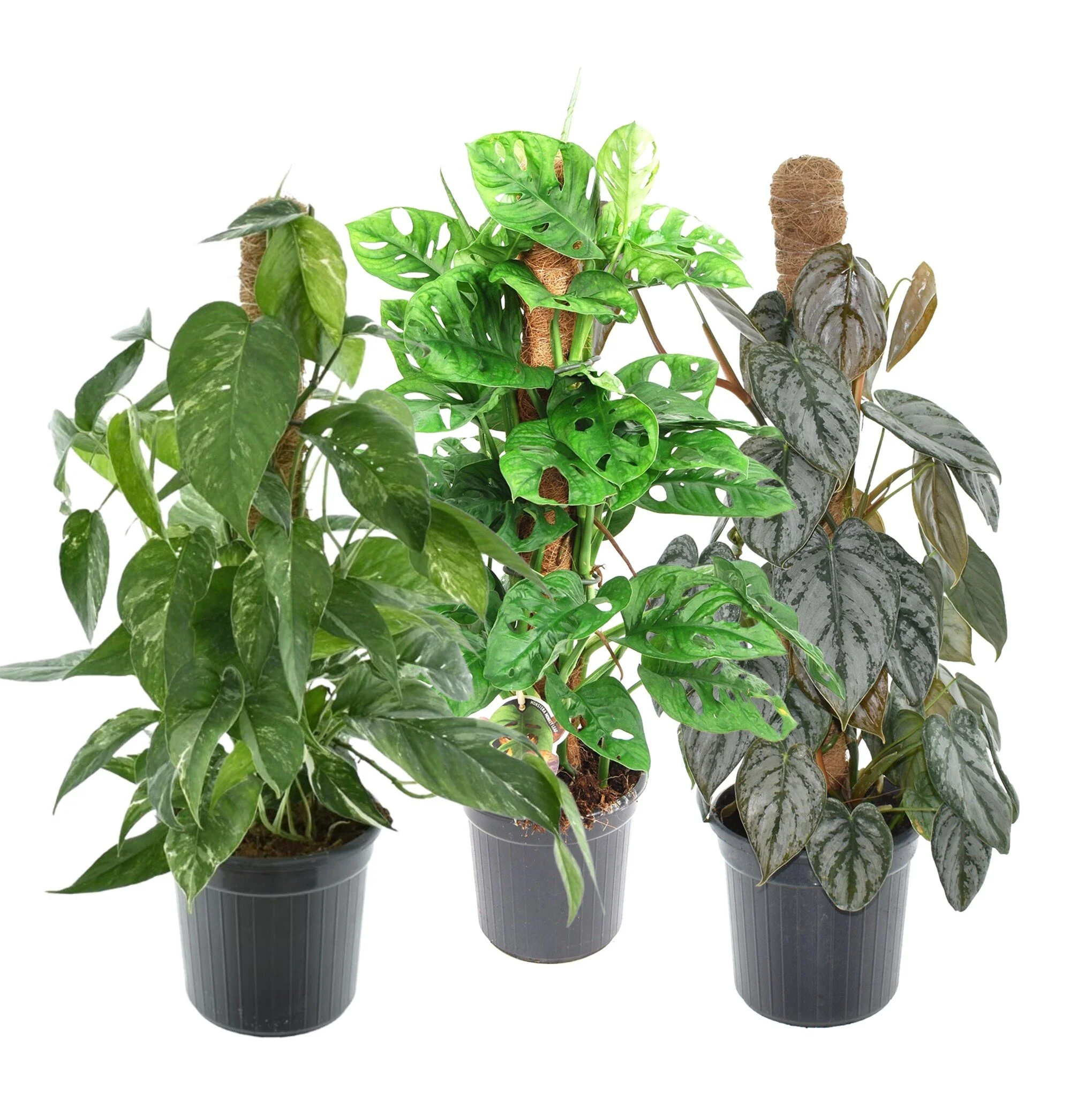 Miniatuur 2
