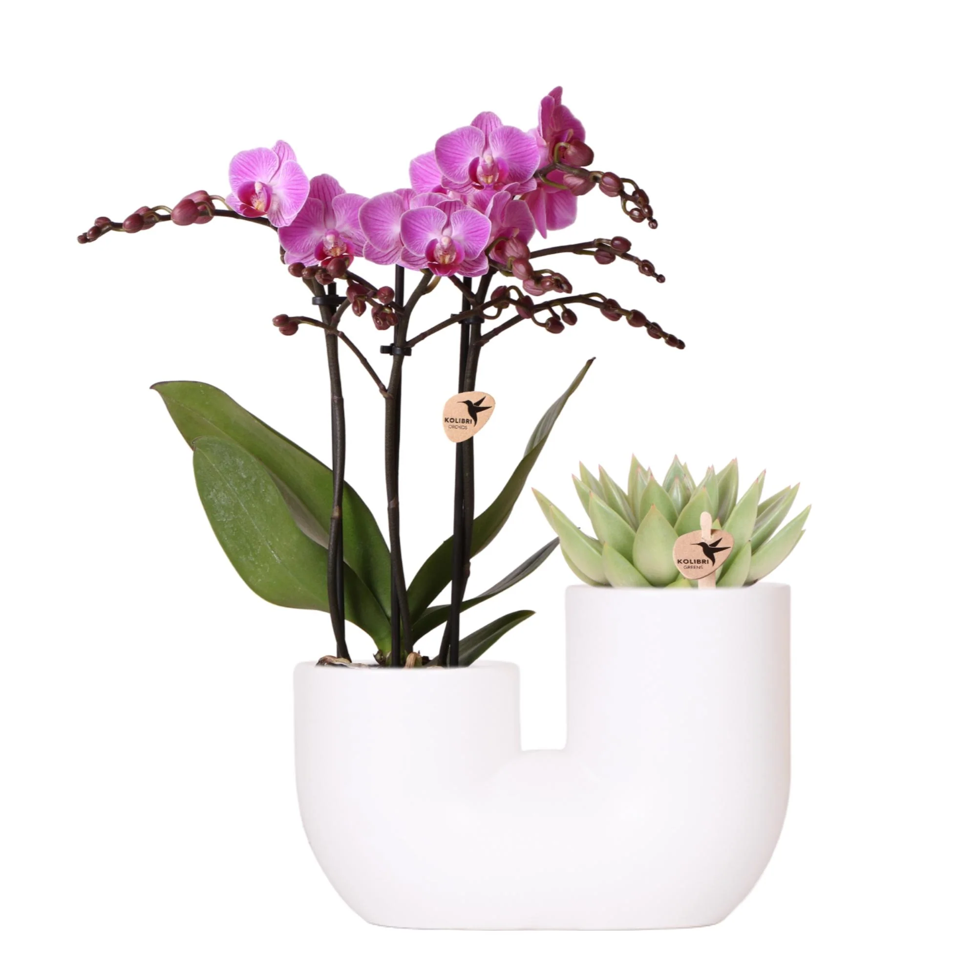 Miniatuur 1