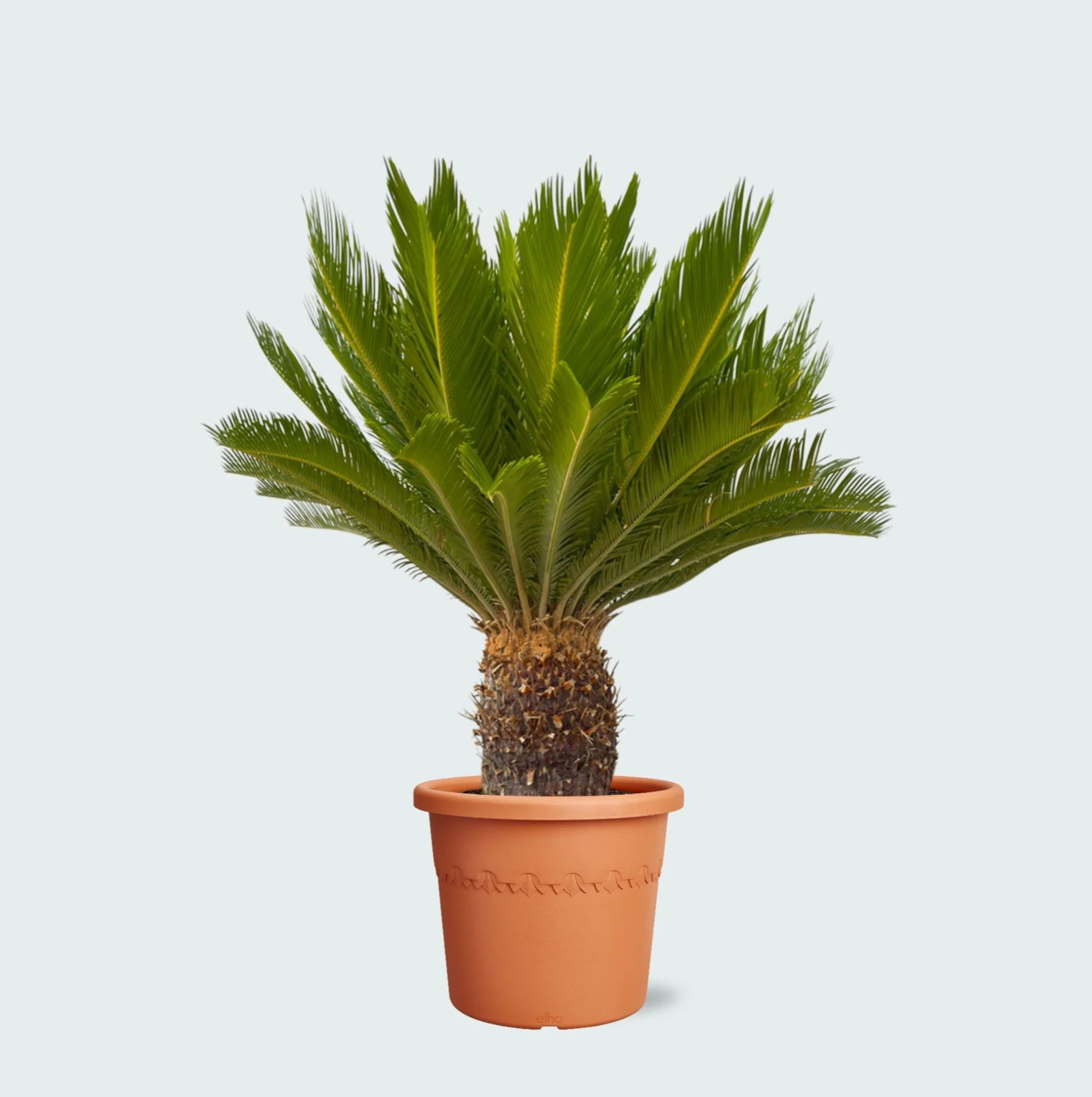 Miniatuur 1