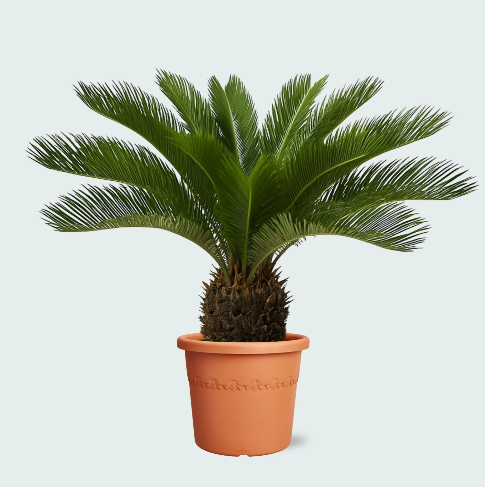 Miniatuur 1