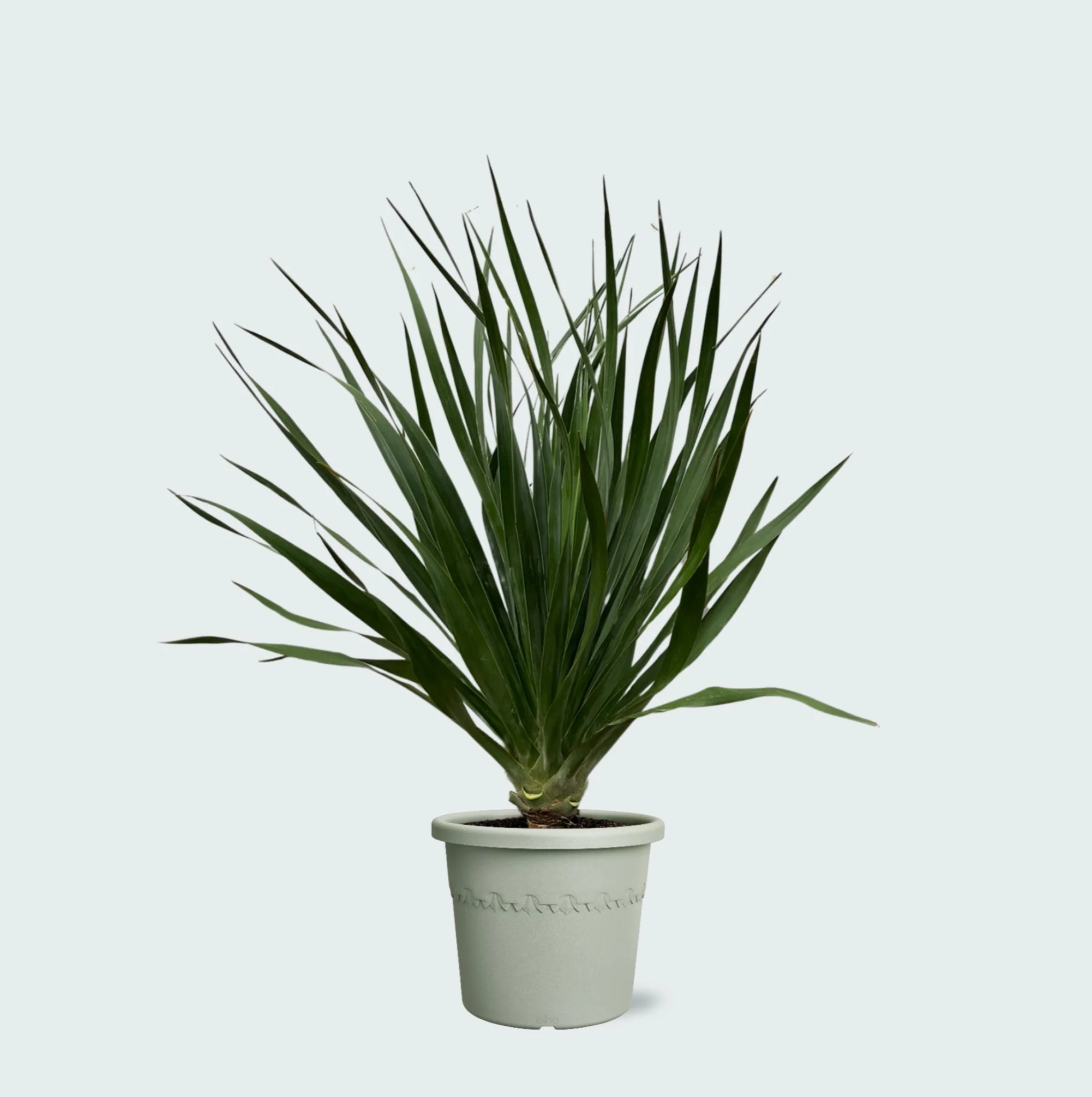 Miniatuur 1