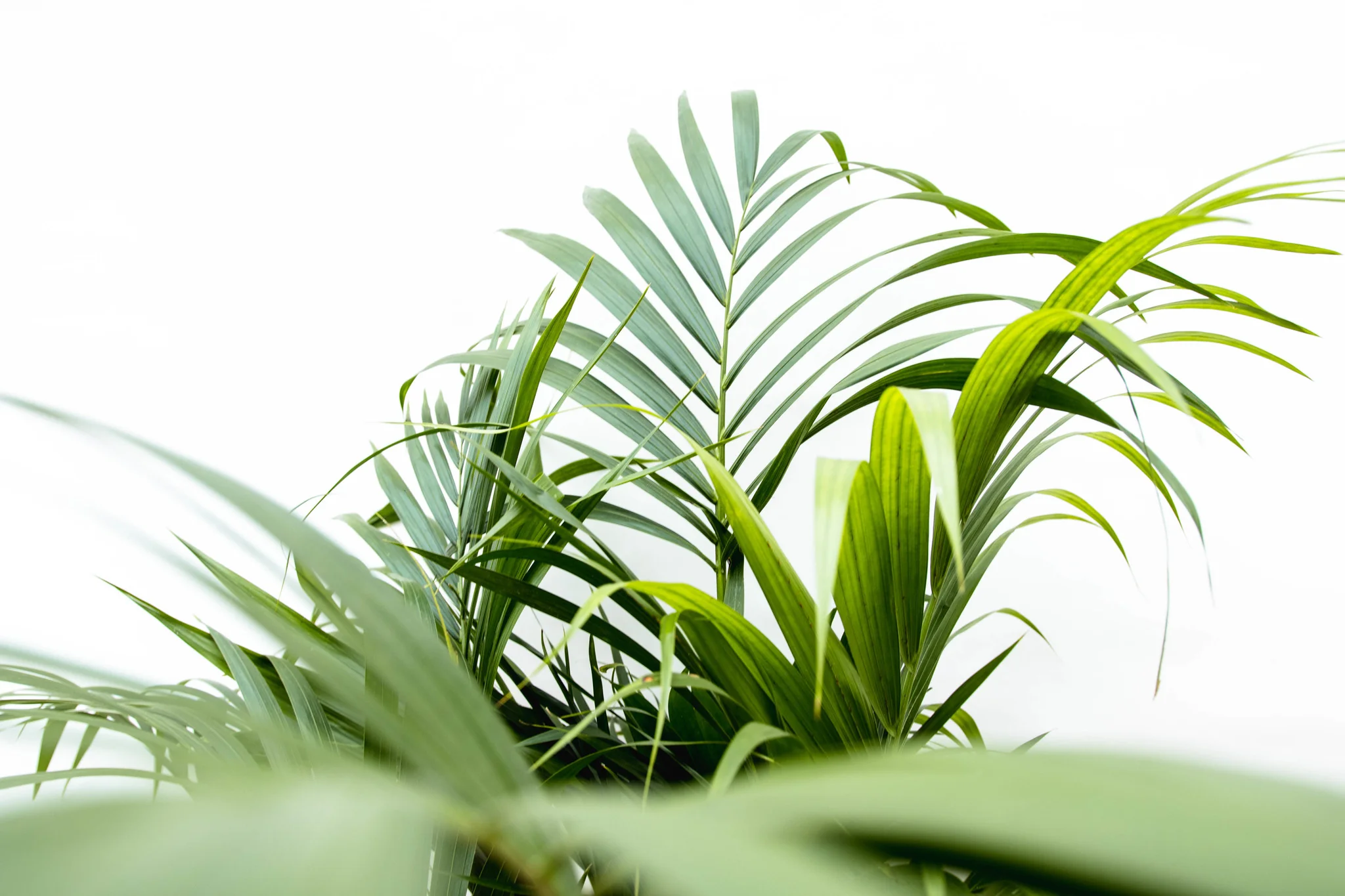 Miniatuur 2