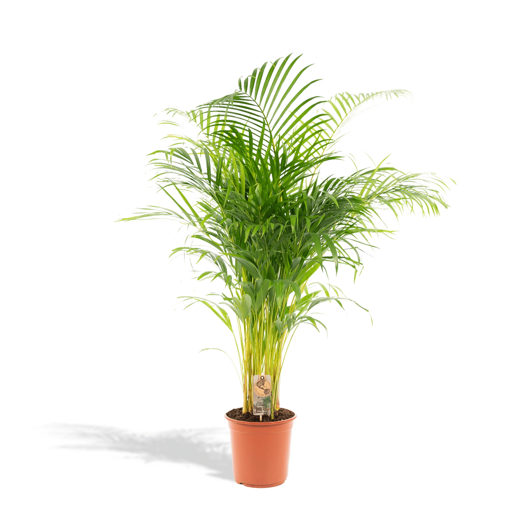 Miniatuur 2