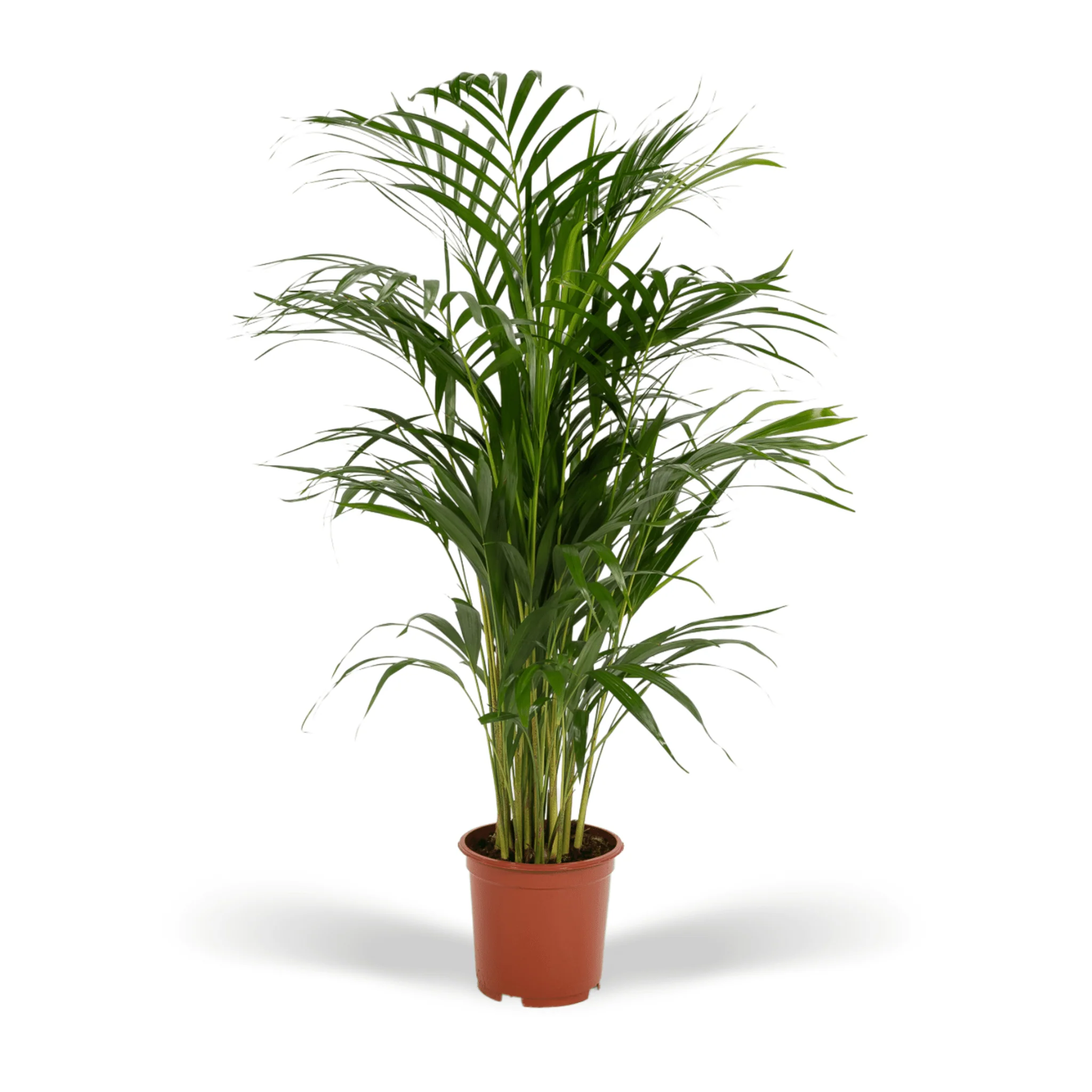 Miniatuur 2