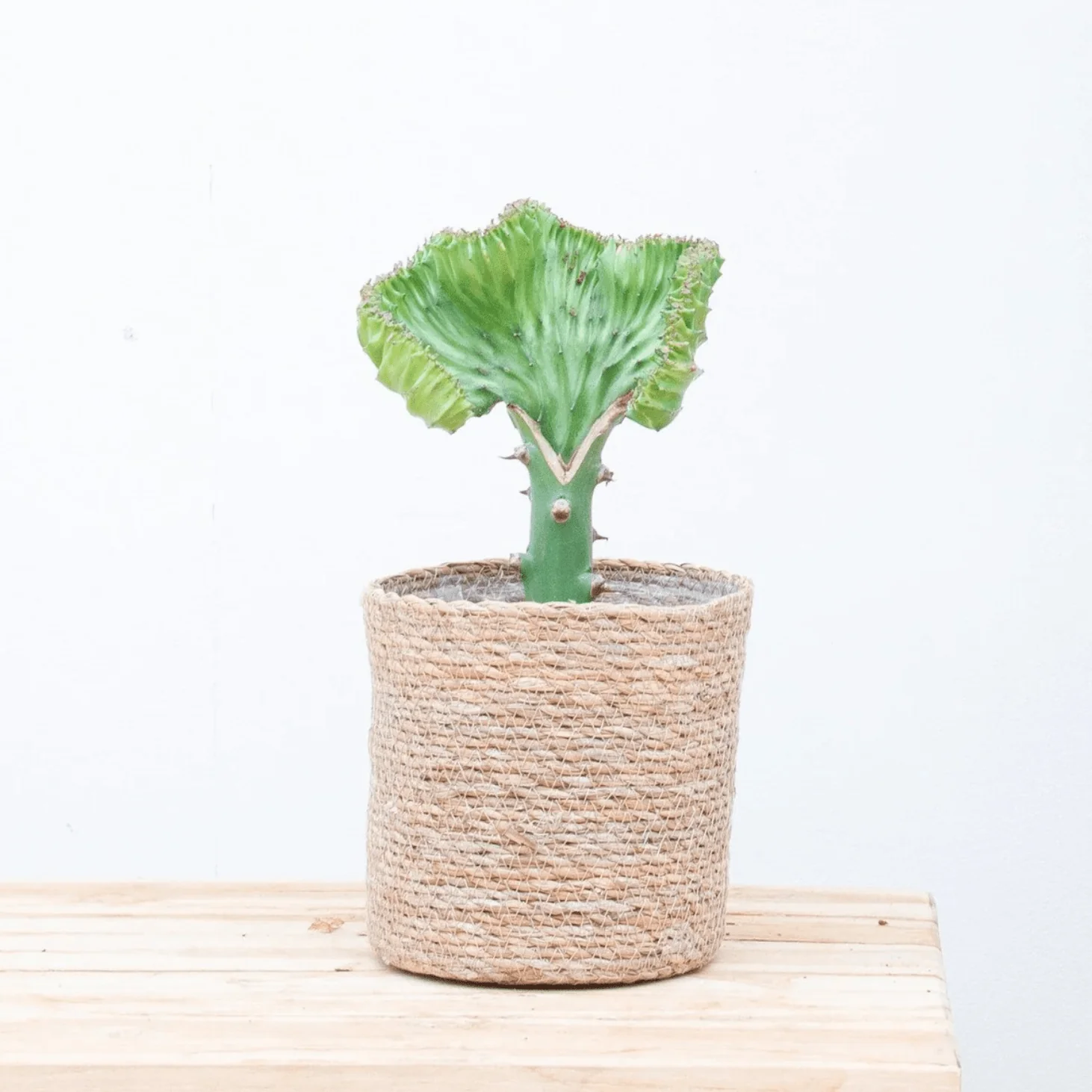 Miniatuur 1
