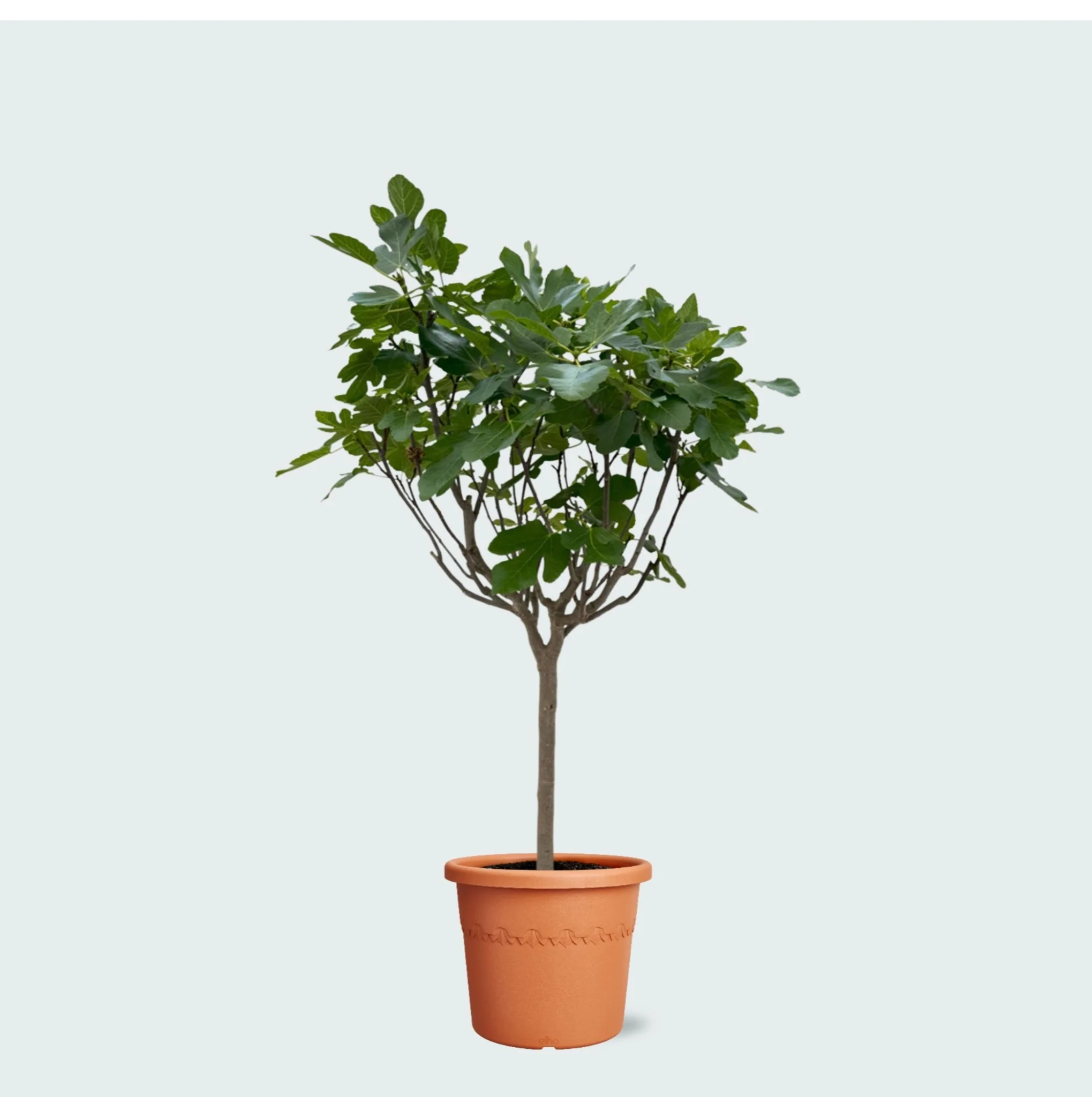 Miniatuur 1
