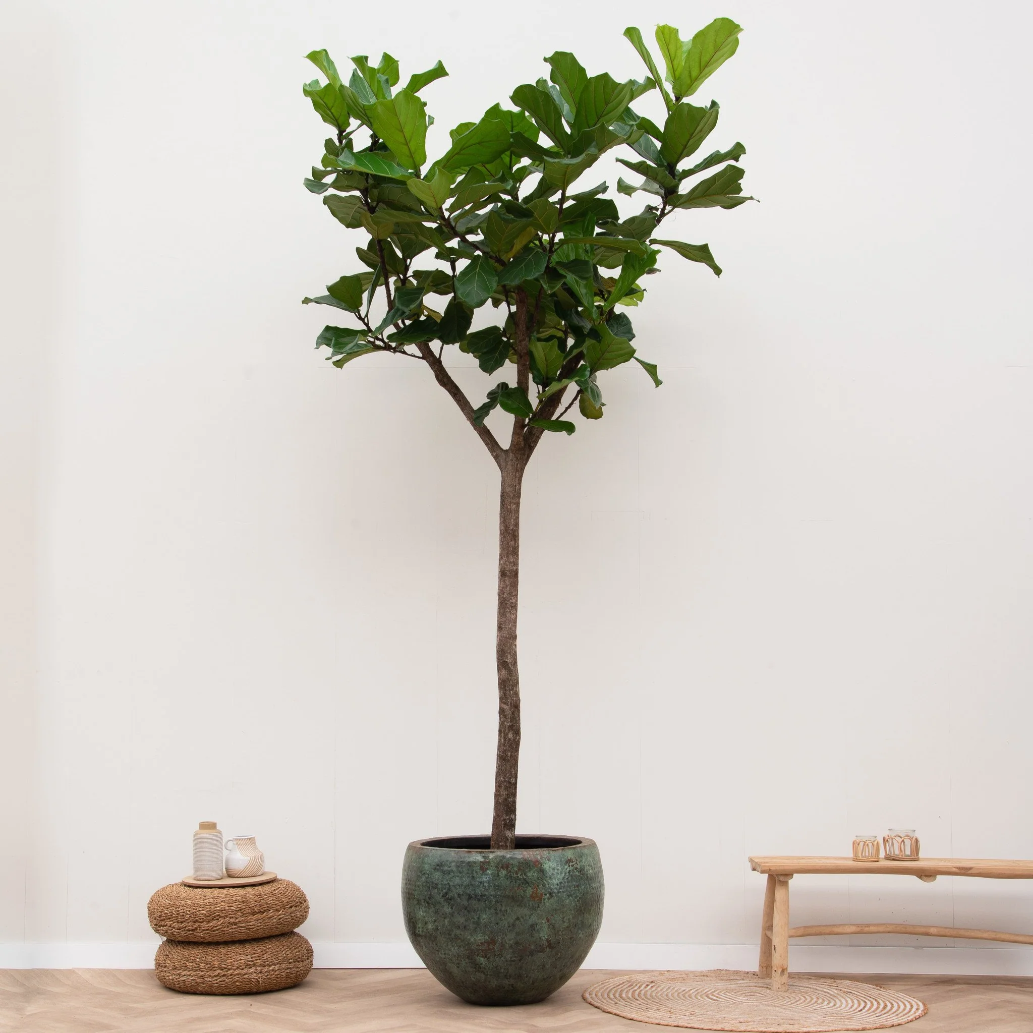 Miniatuur 1